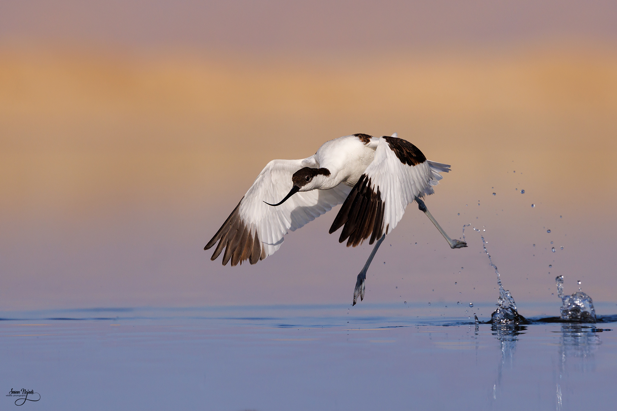 avocetta
