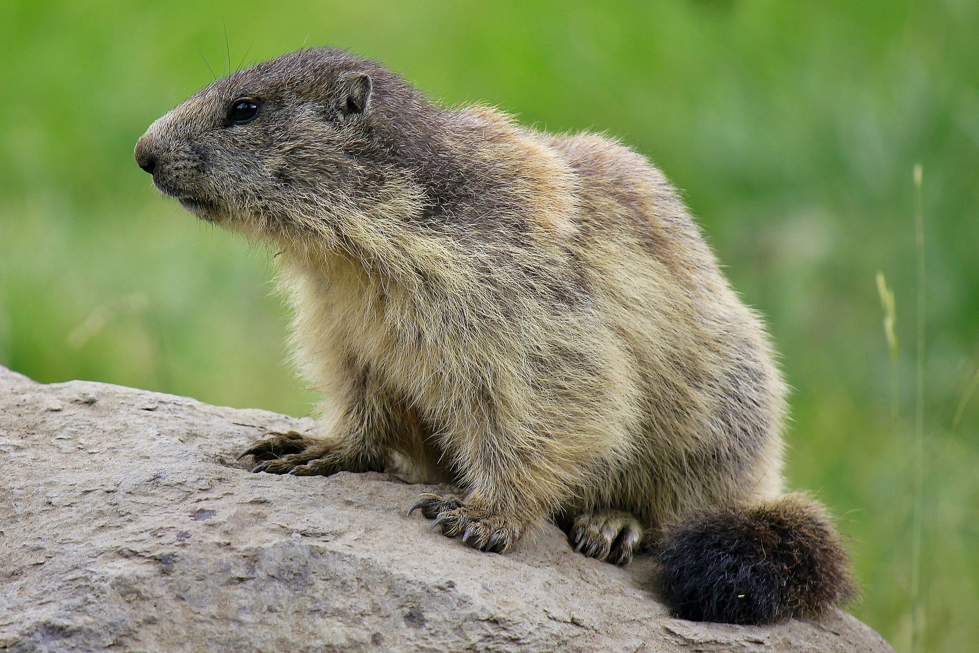 Marmotta