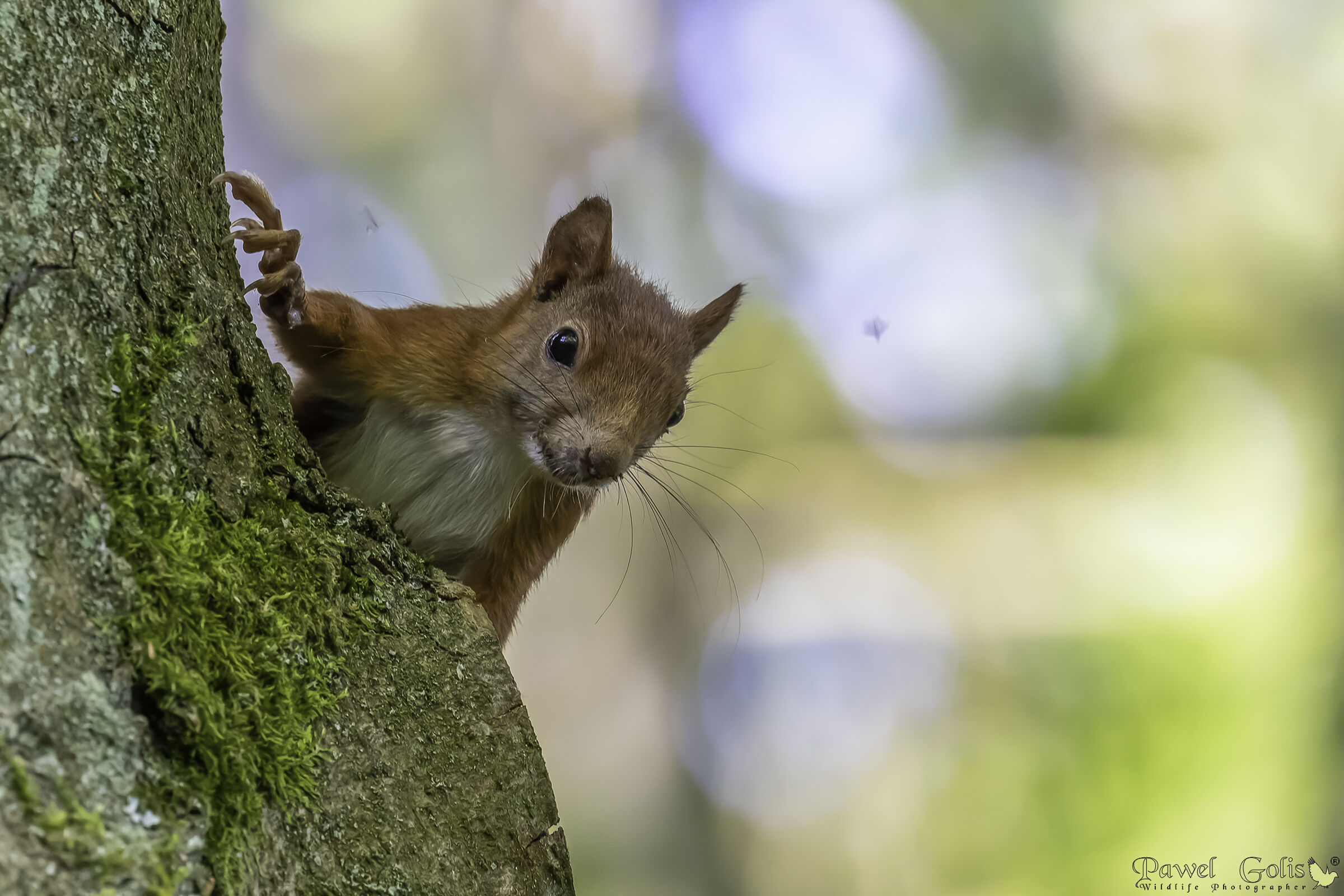 Scoiattolo rosso (Sciurus vulgaris)