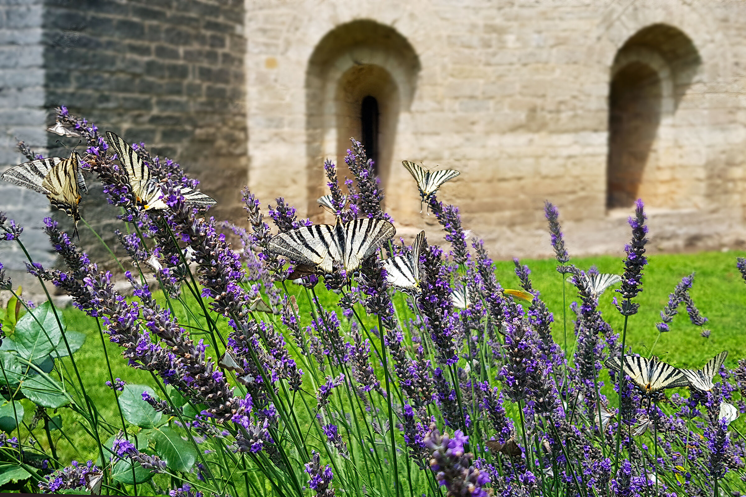 I podaliri e la lavanda - Saint-Guilhem-le-Désert