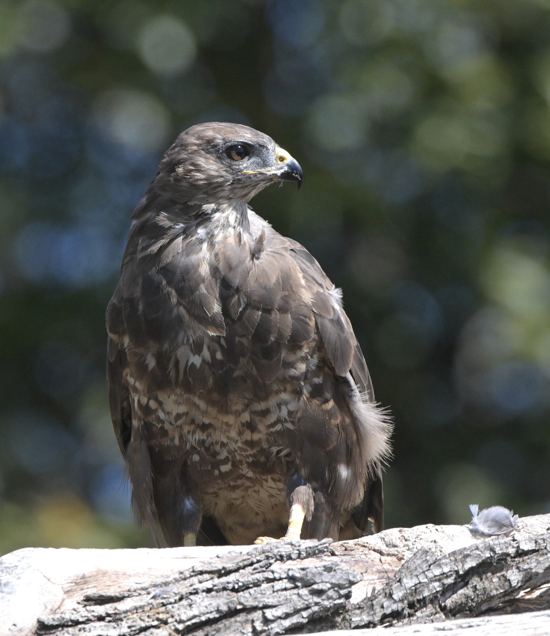 Buzzard