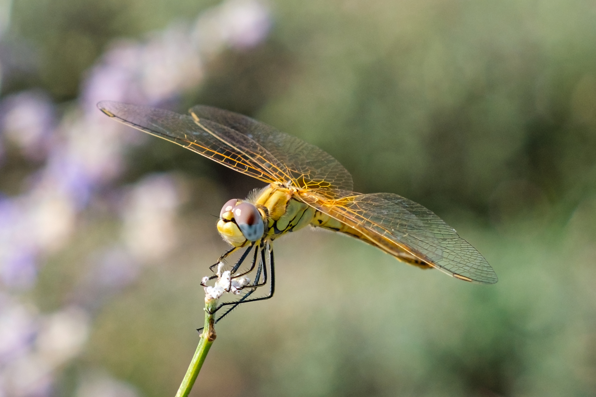 Dragonfly(3)