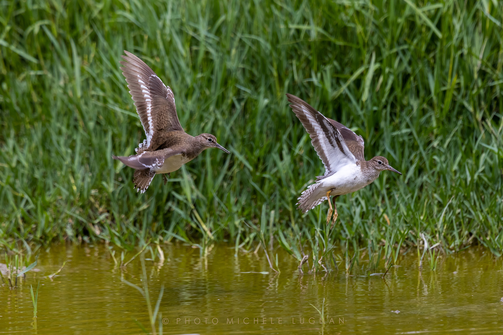 Actitis hypoleucos (volg.it. Piro-piro piccolo)