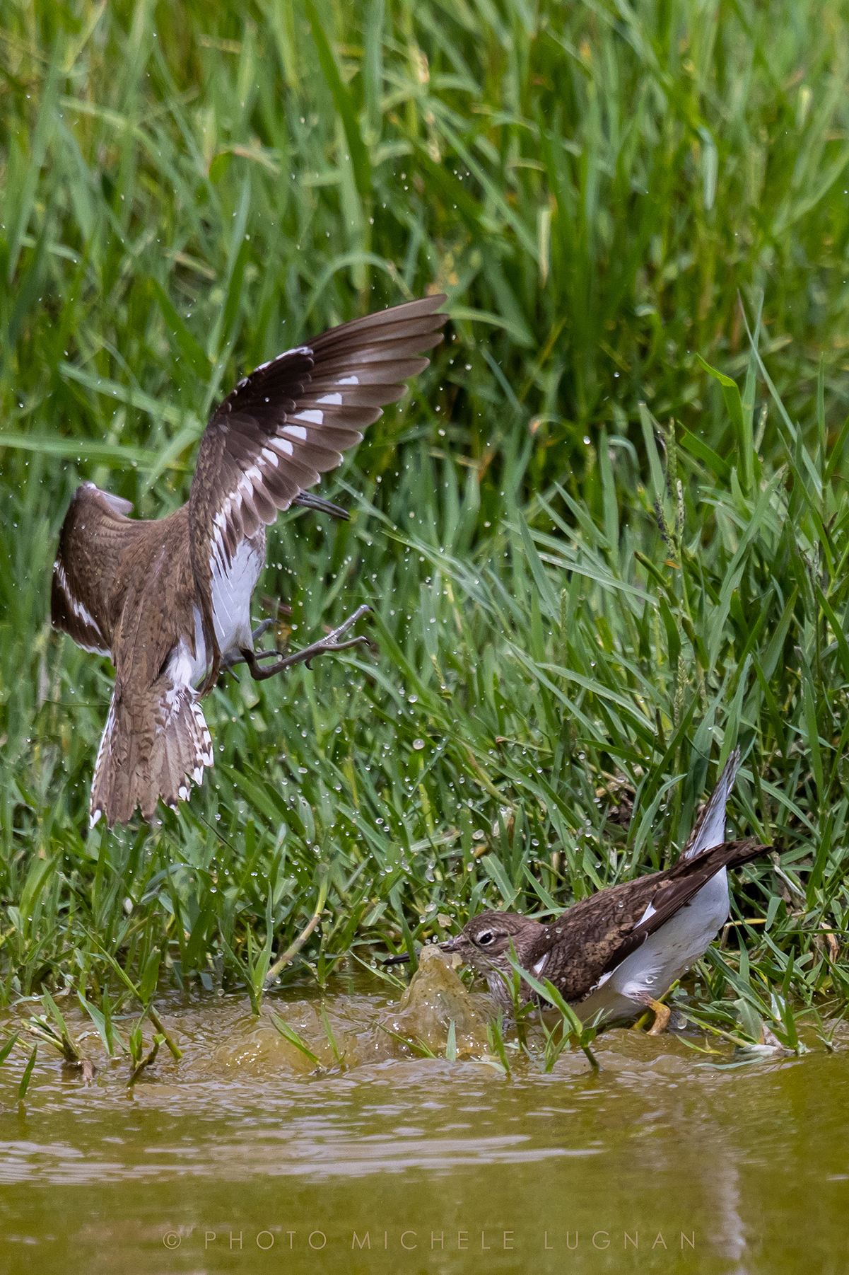 Actitis hypoleucos (volg.it. Piro-piro piccolo)