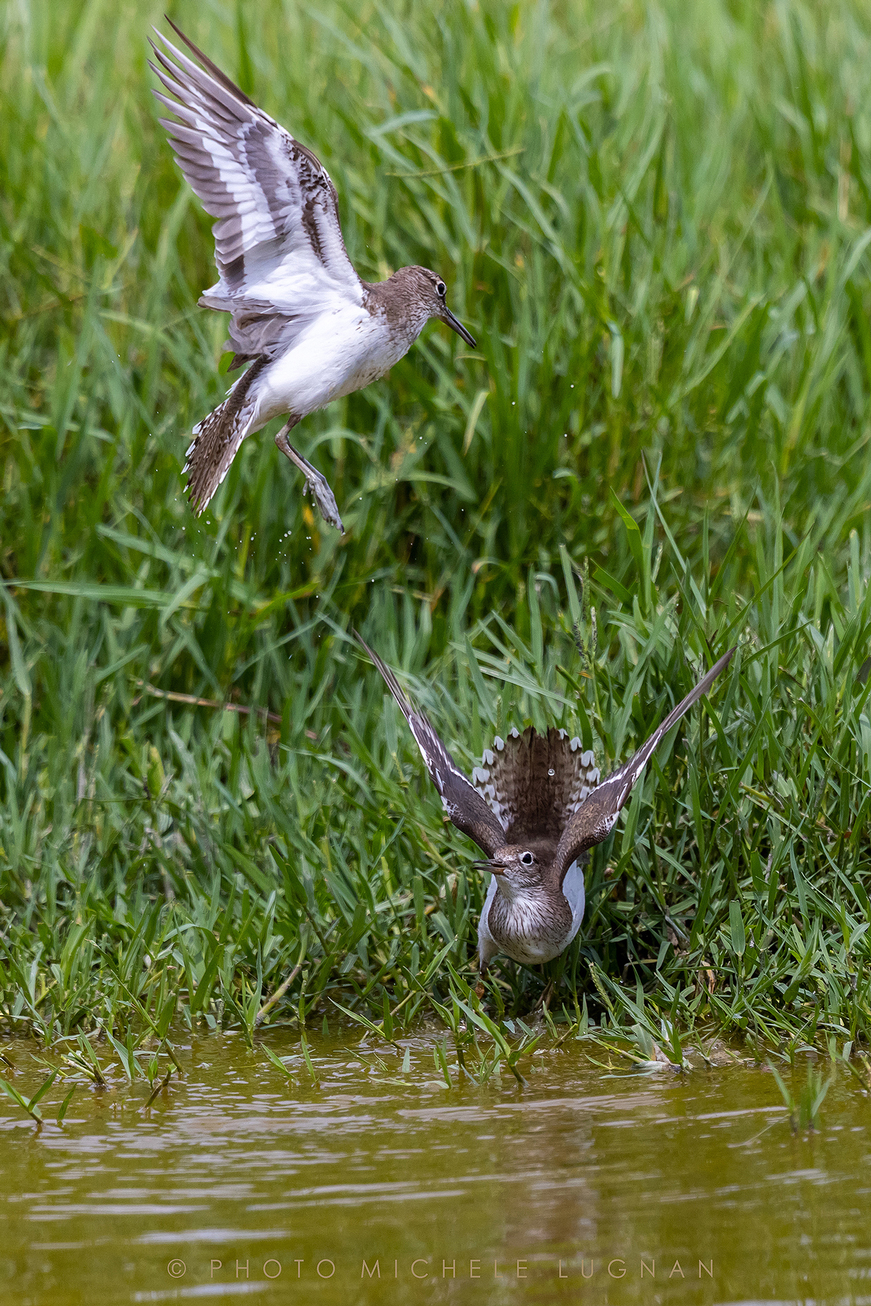 Actitis hypoleucos (volg.it. Piro-piro piccolo)