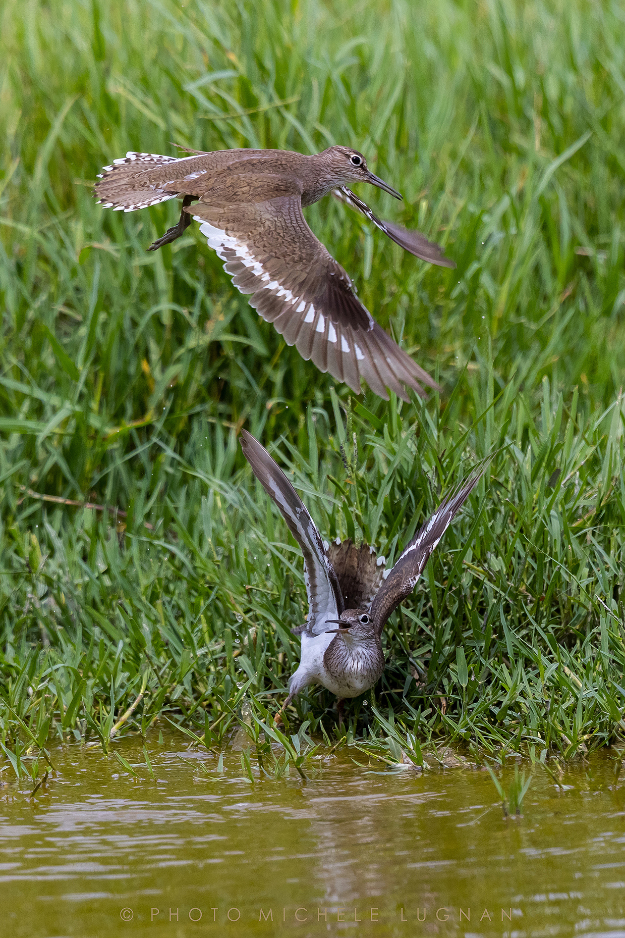 Actitis hypoleucos (volg.it. Small pyro-pyro)
