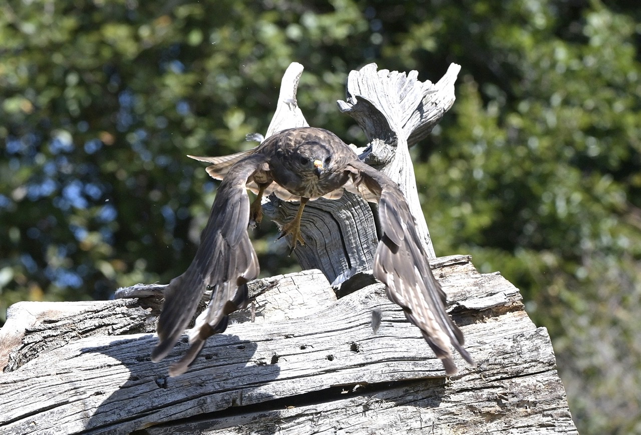 Buzzard takes flight