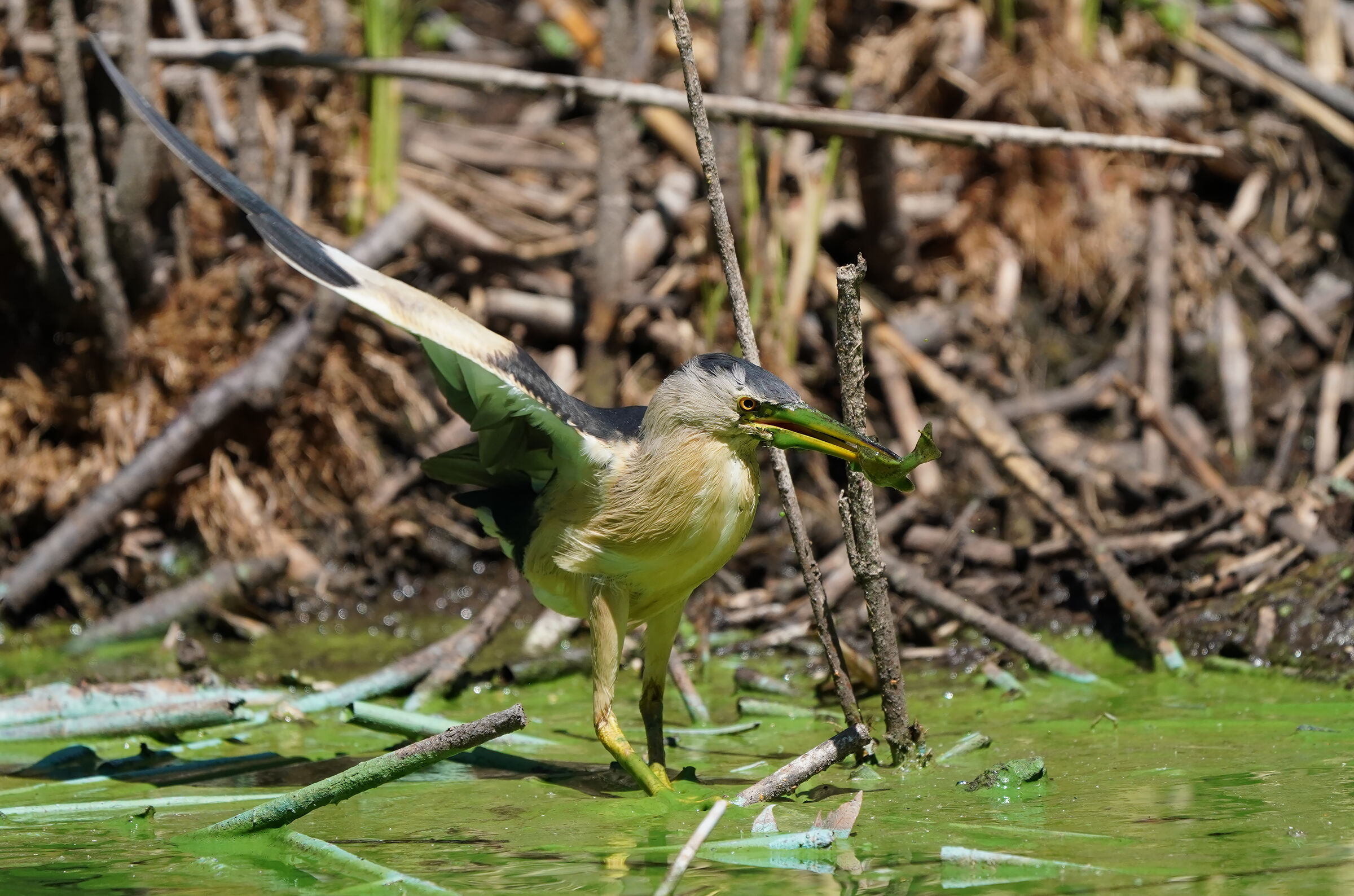 oggi pesce e verdura