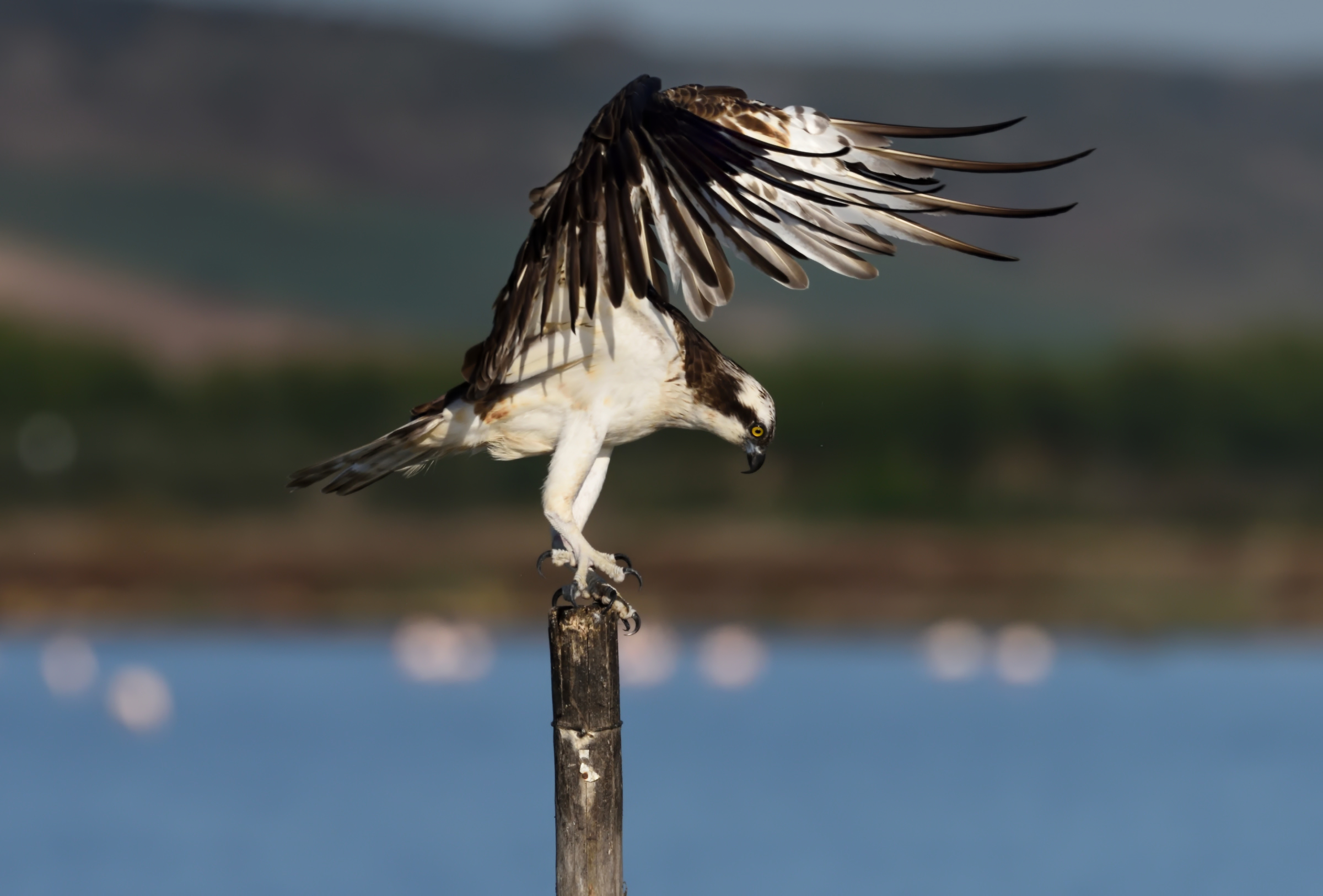 Osprey