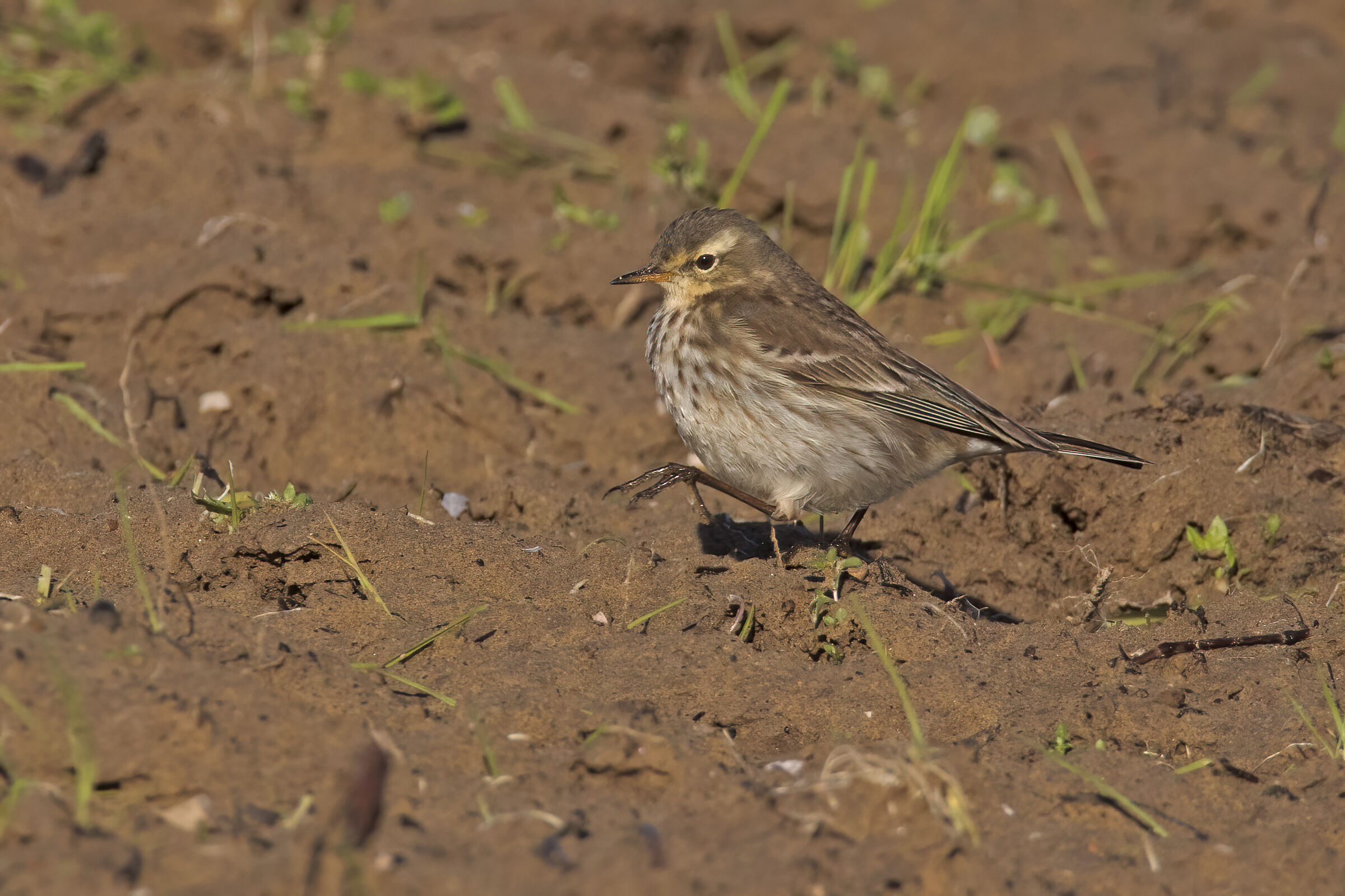 Il passo dello Spioncello