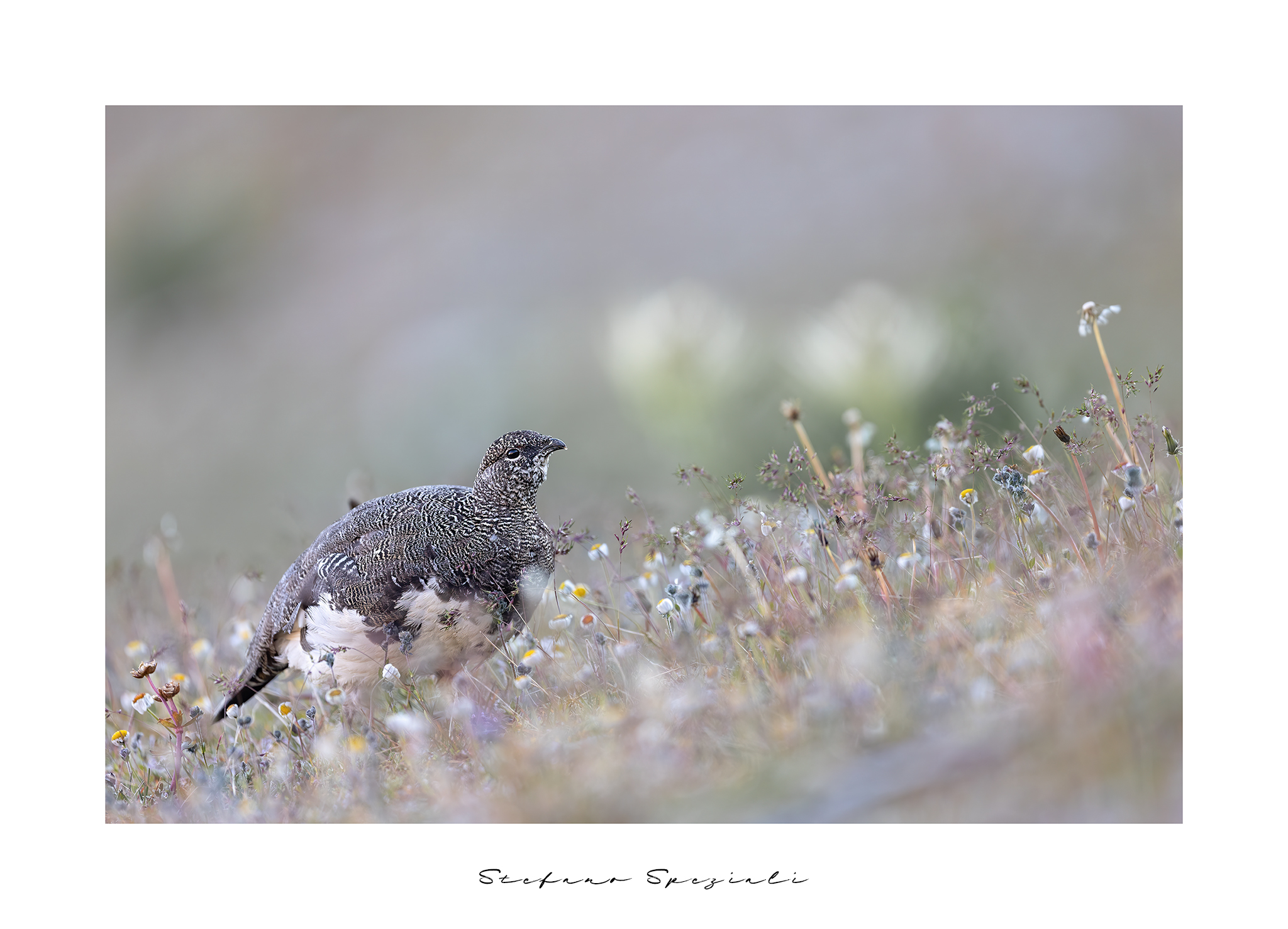 Pernice bianca - Lagopus muta