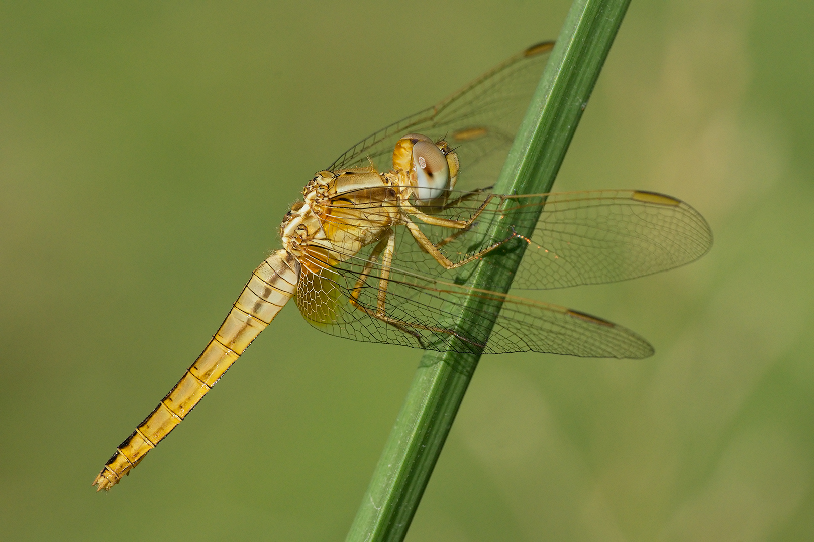 Crocothemis erythraea (female)