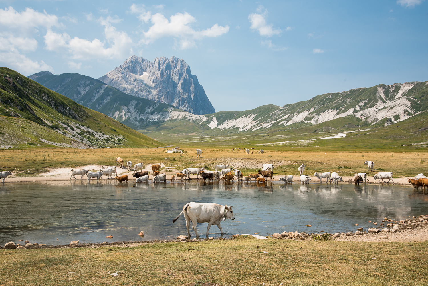 Il pascolo di Campo Imperatore.