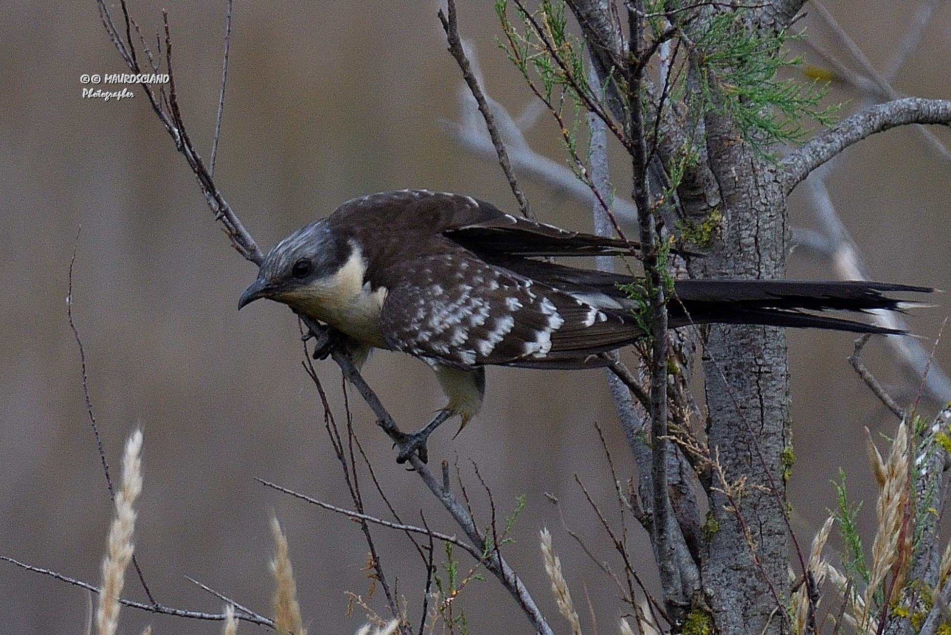 Cuckoo from the Tuft