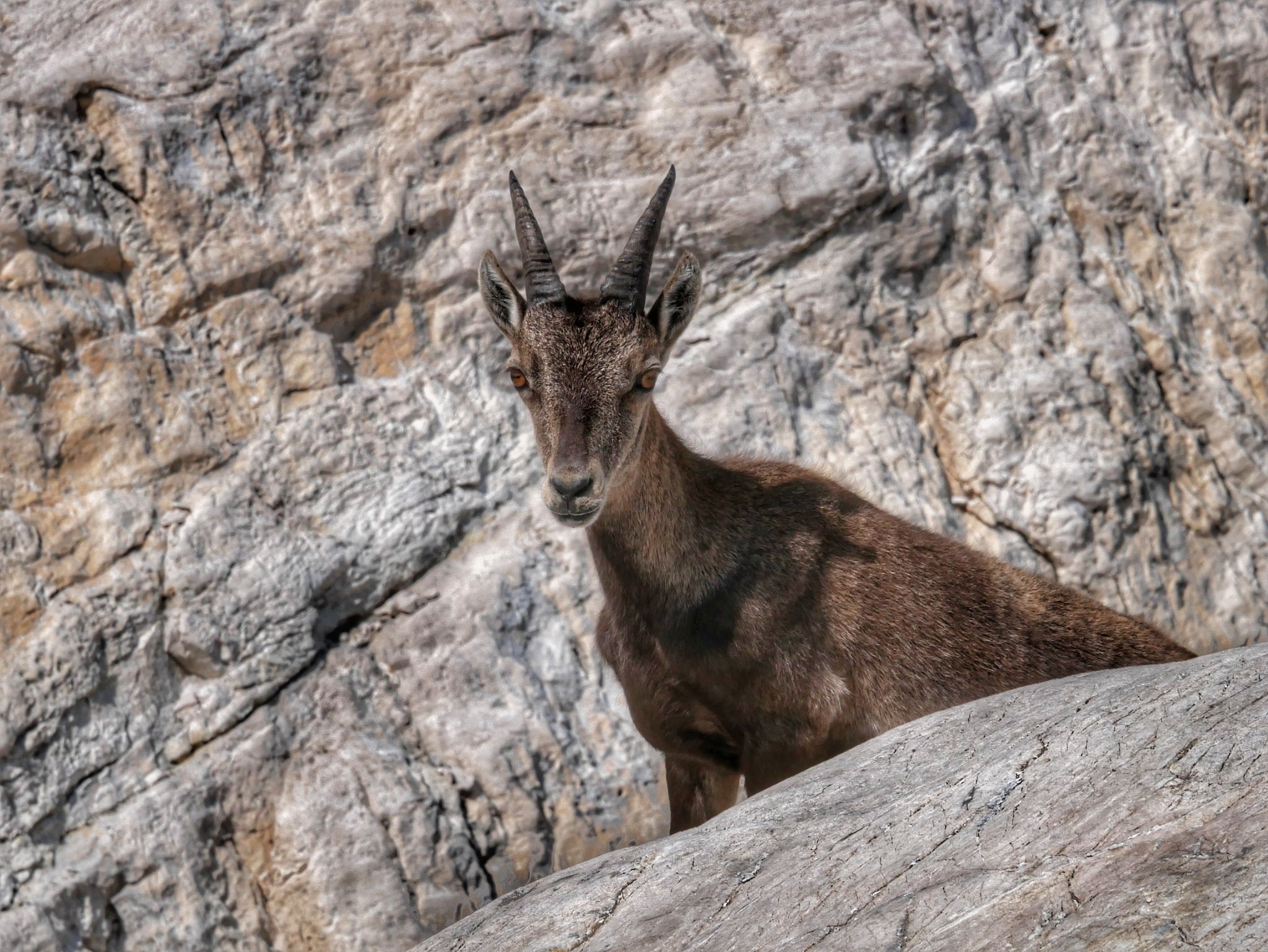 ibex delle alpi
