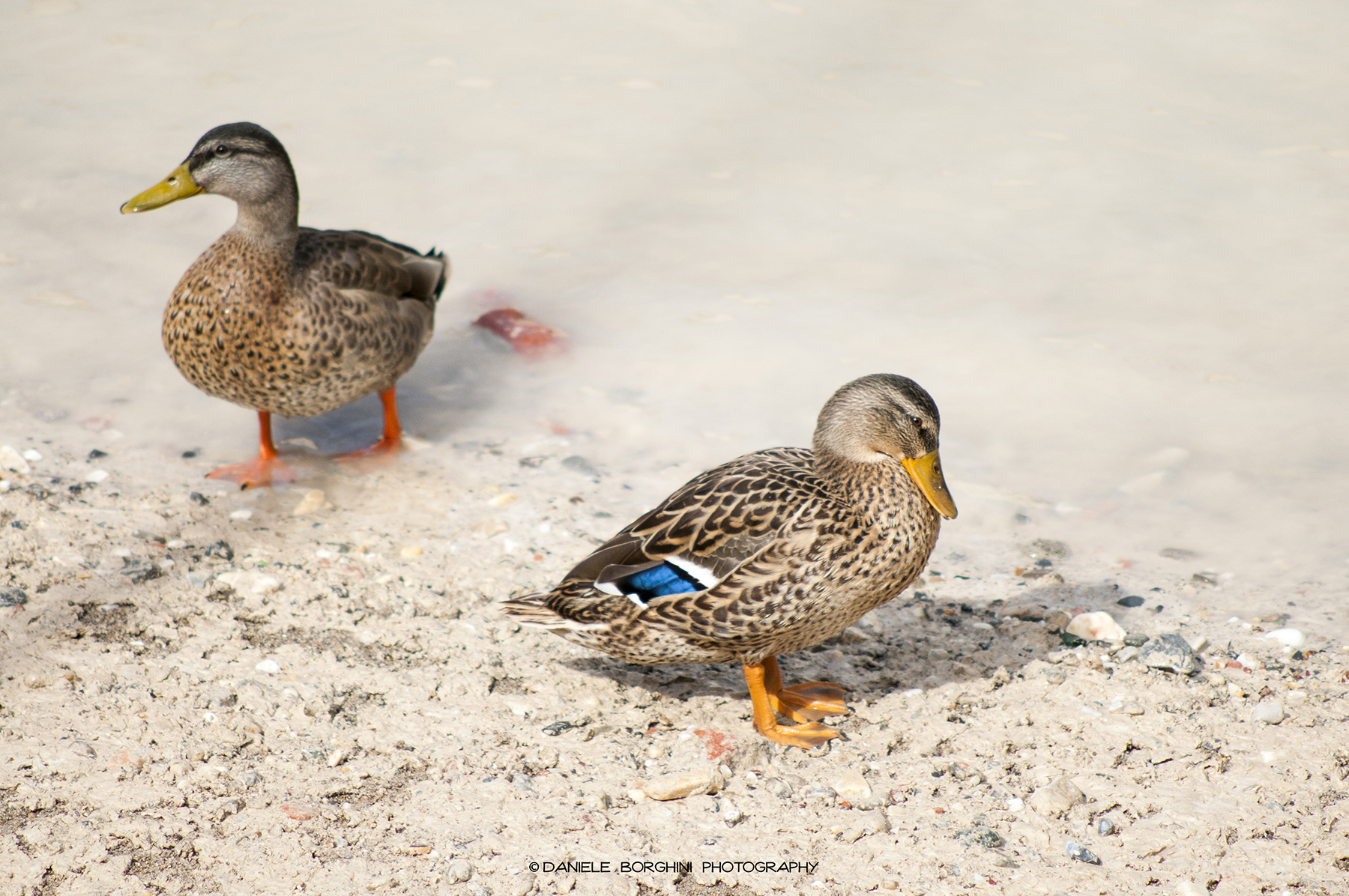 Simple acquaintances