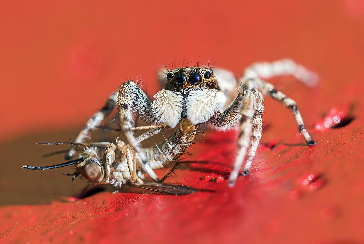 Il top della catena alimentare, mangiare e non essere mangia...