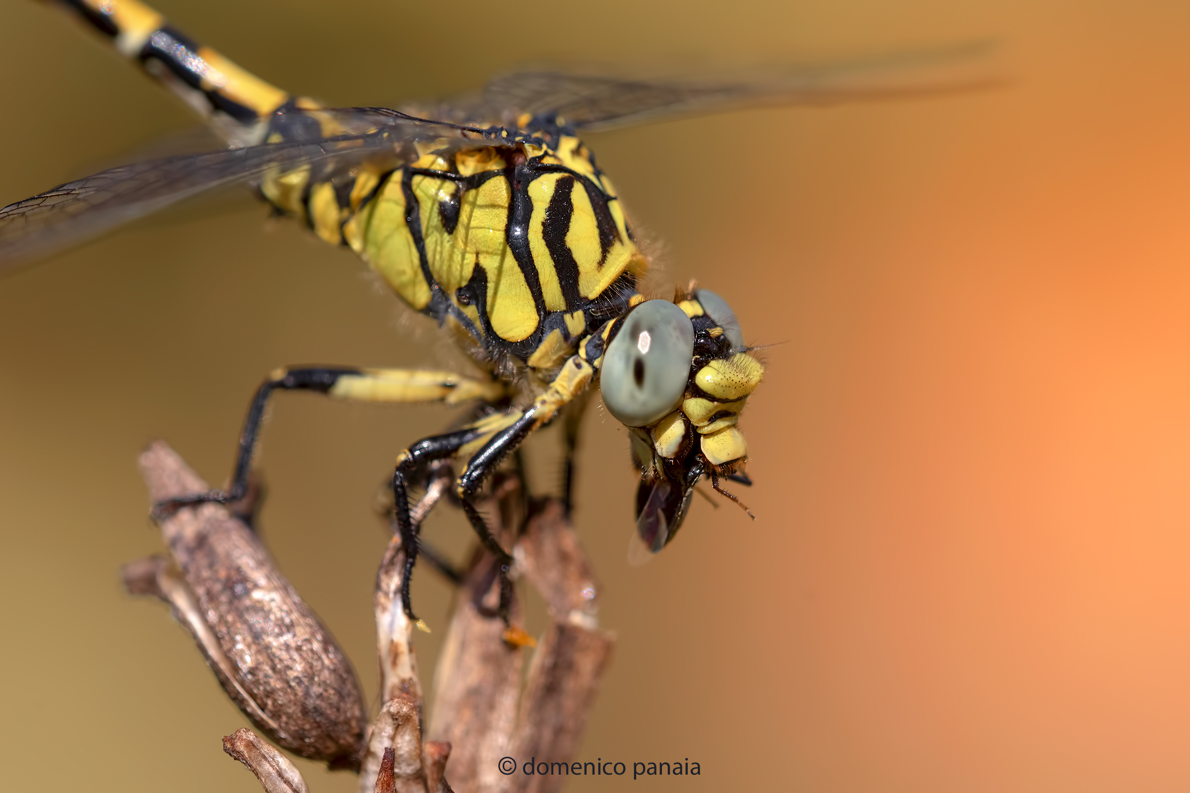 onychogomphus forcipatus male