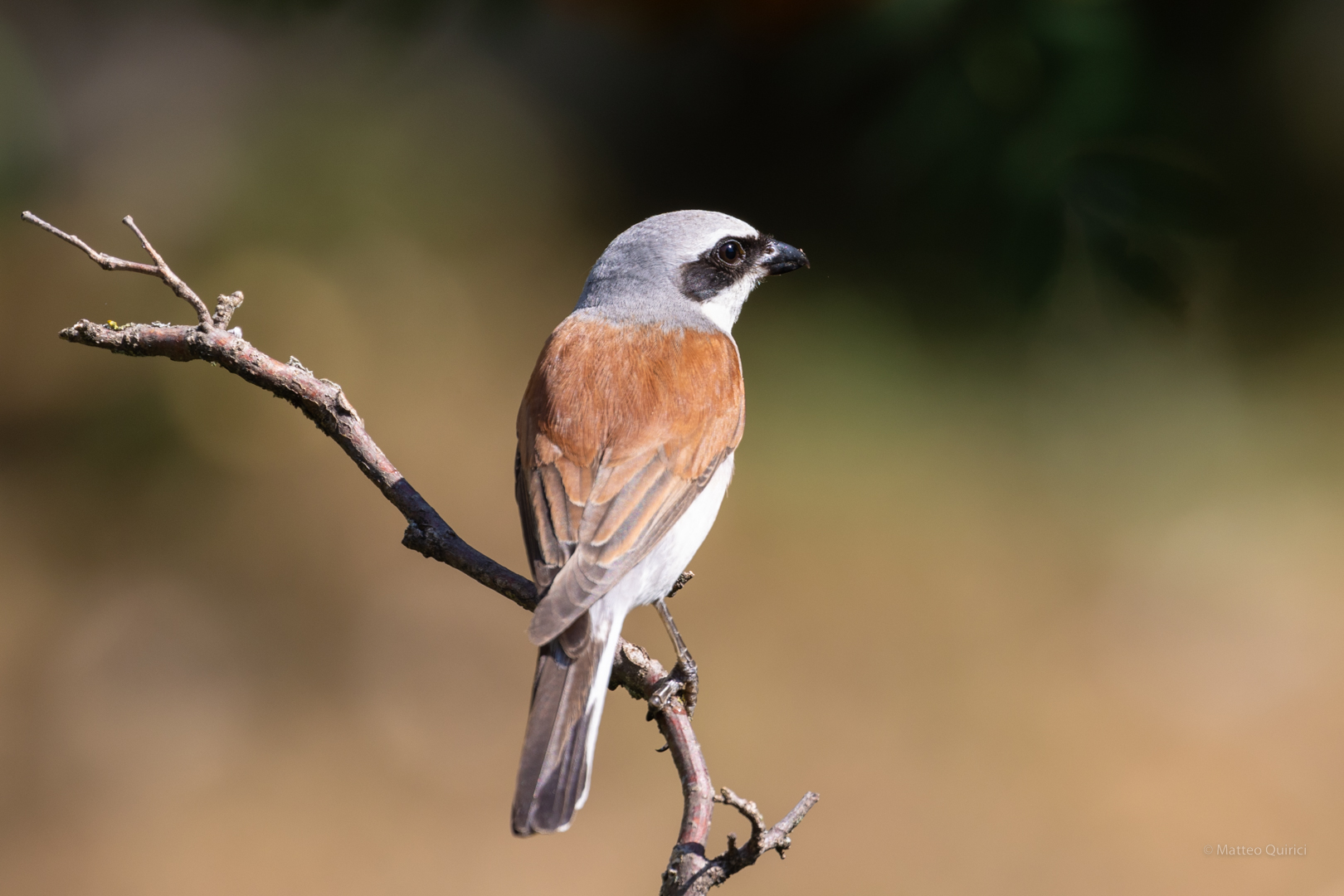 Red-backed shrike
