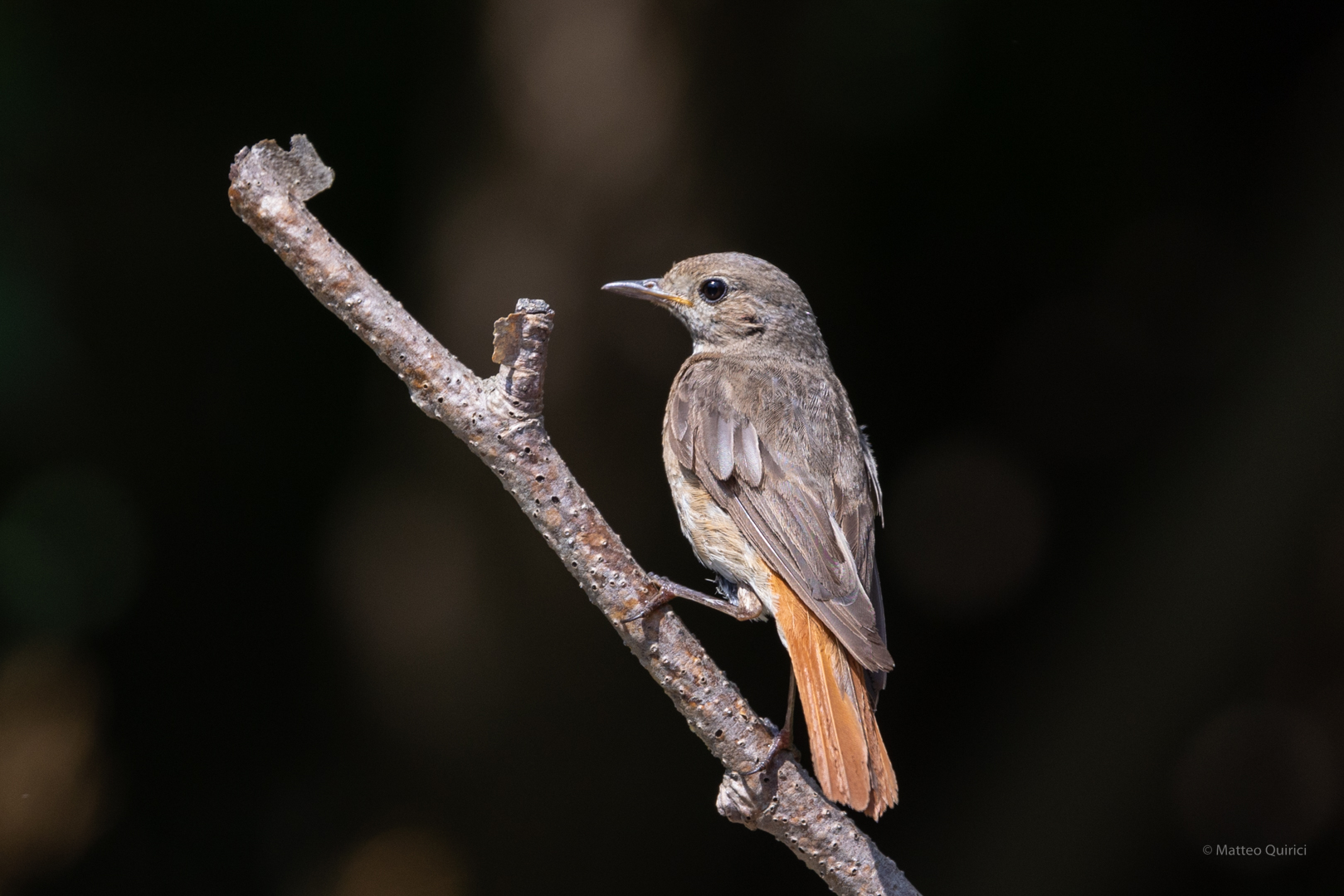 Redstart juv.