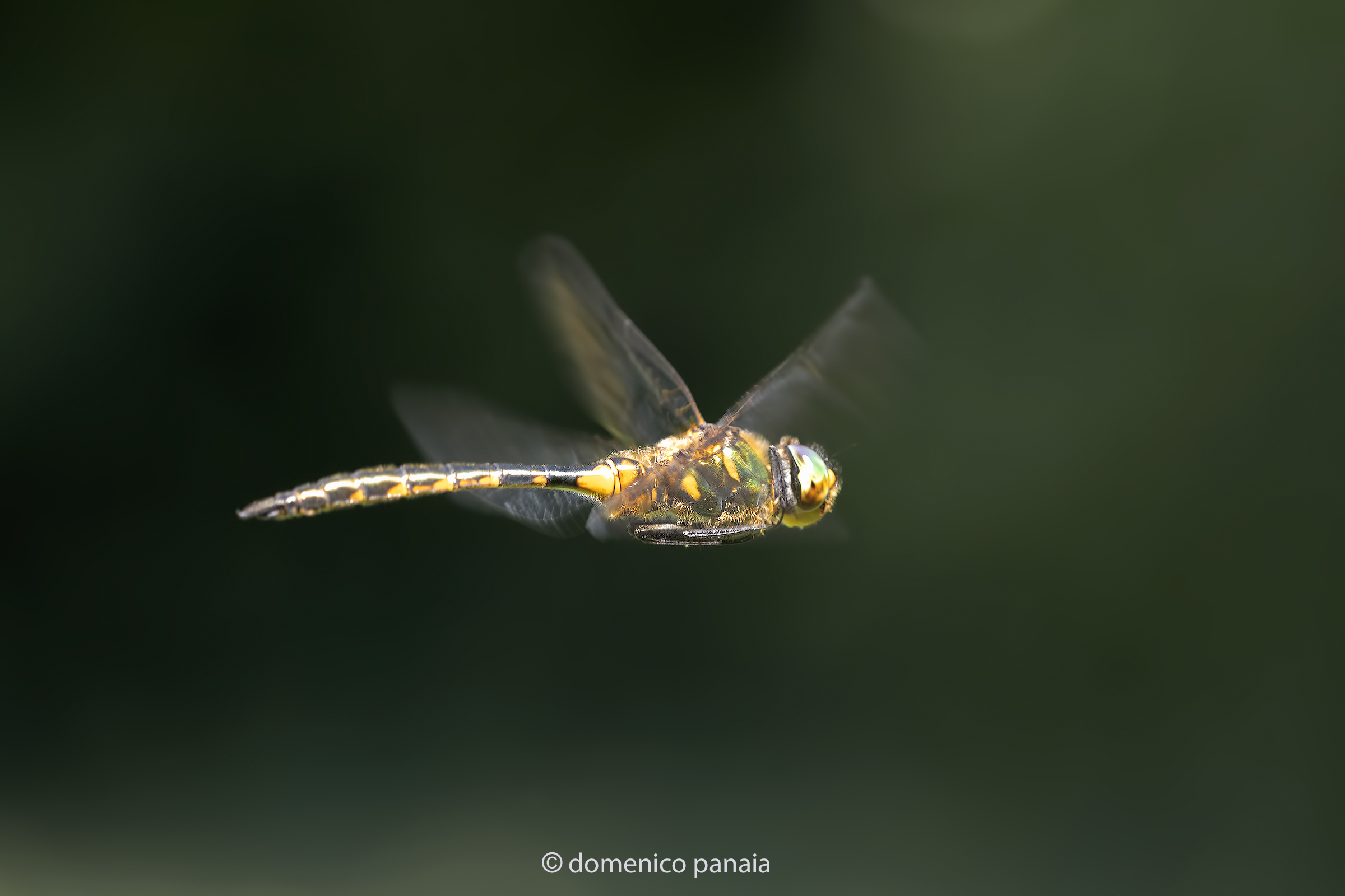 somatochlora flavomaculata