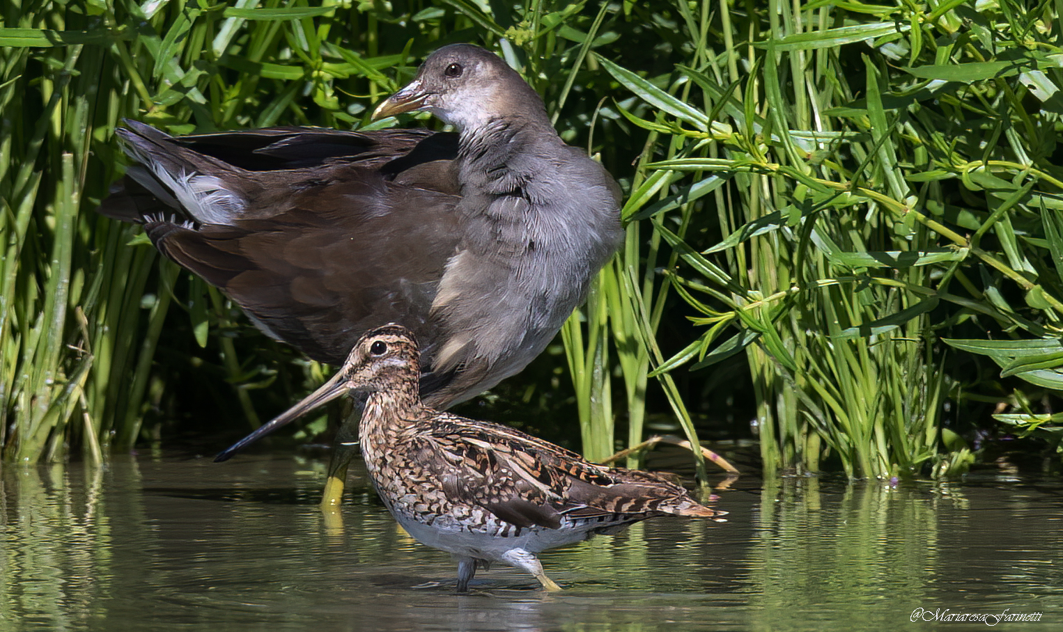 Snipe with Gallinella