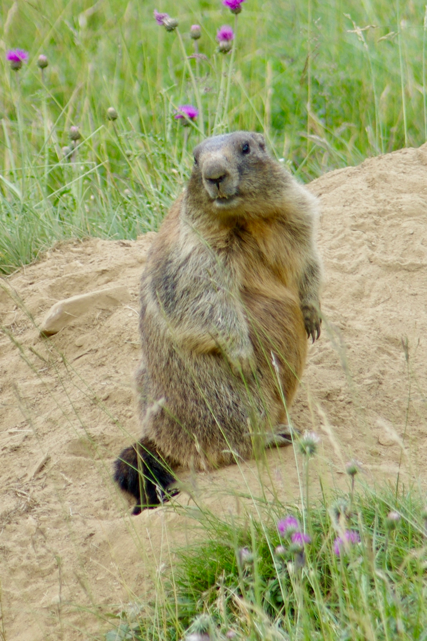 Curious marmot