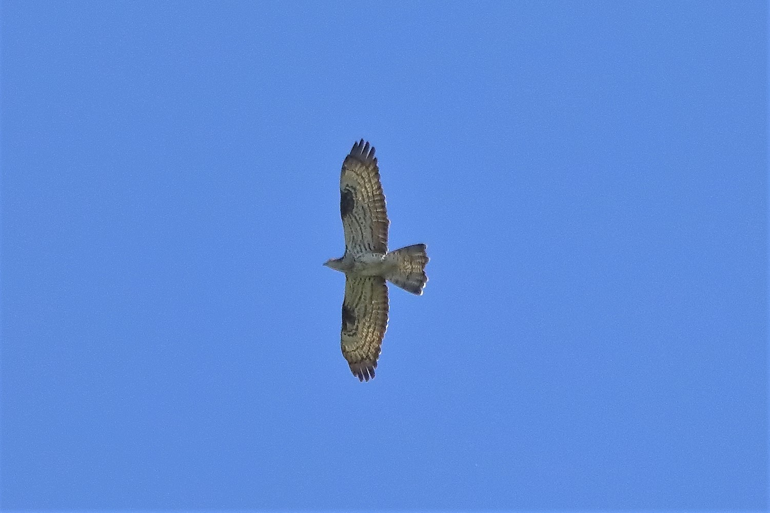 pecchiaiolo 11-06-2022