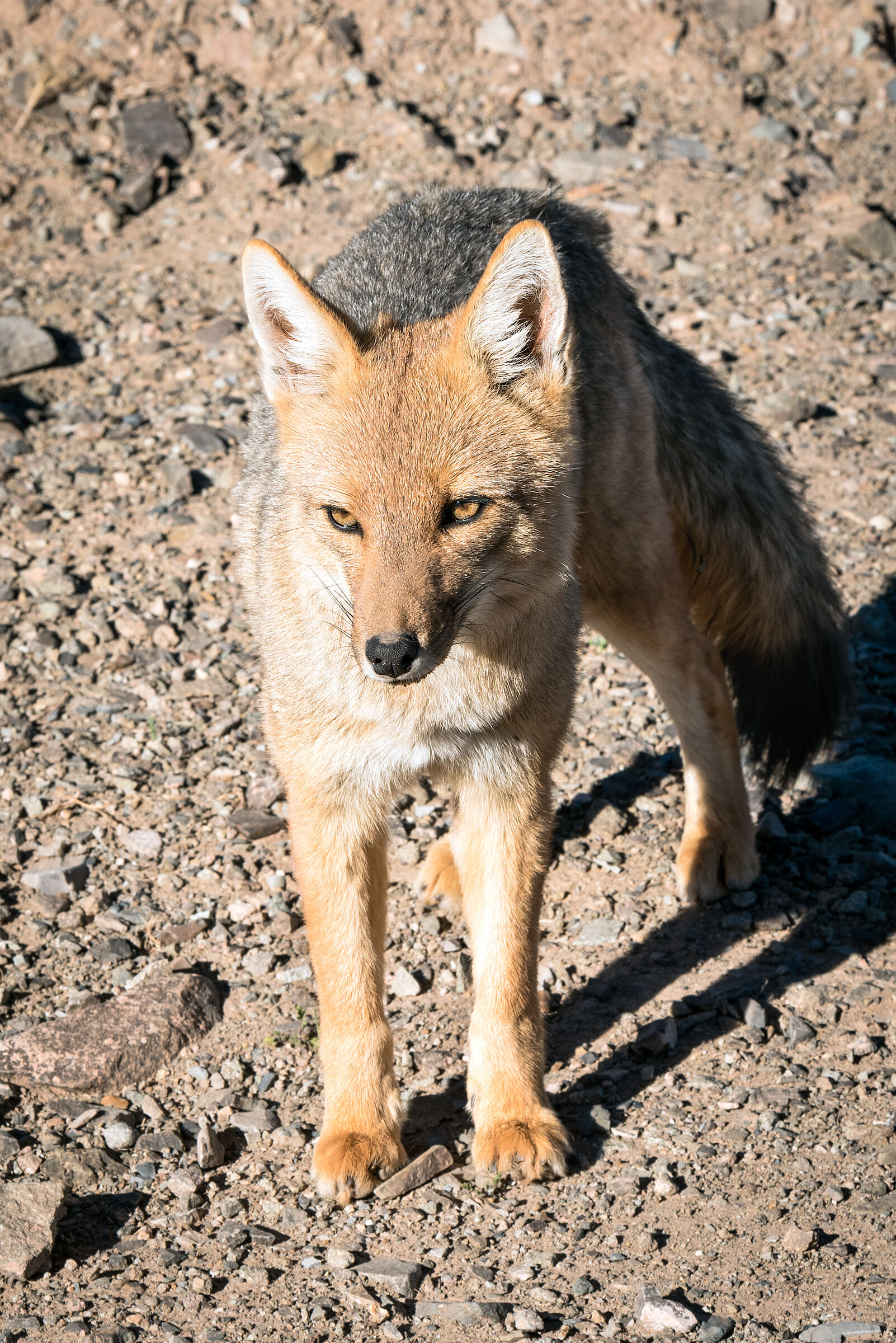 Red fox of the Andes