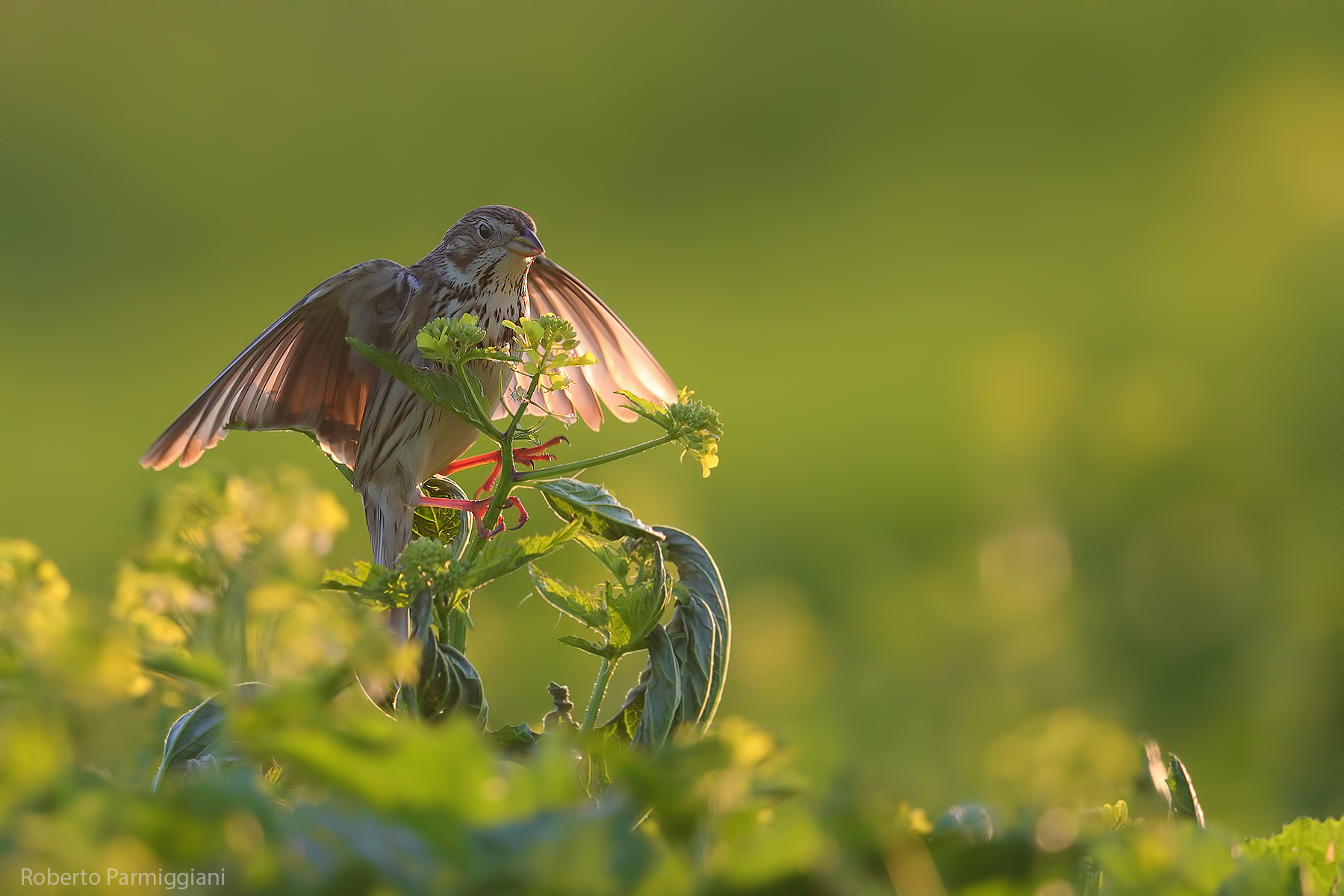 Corn bunting