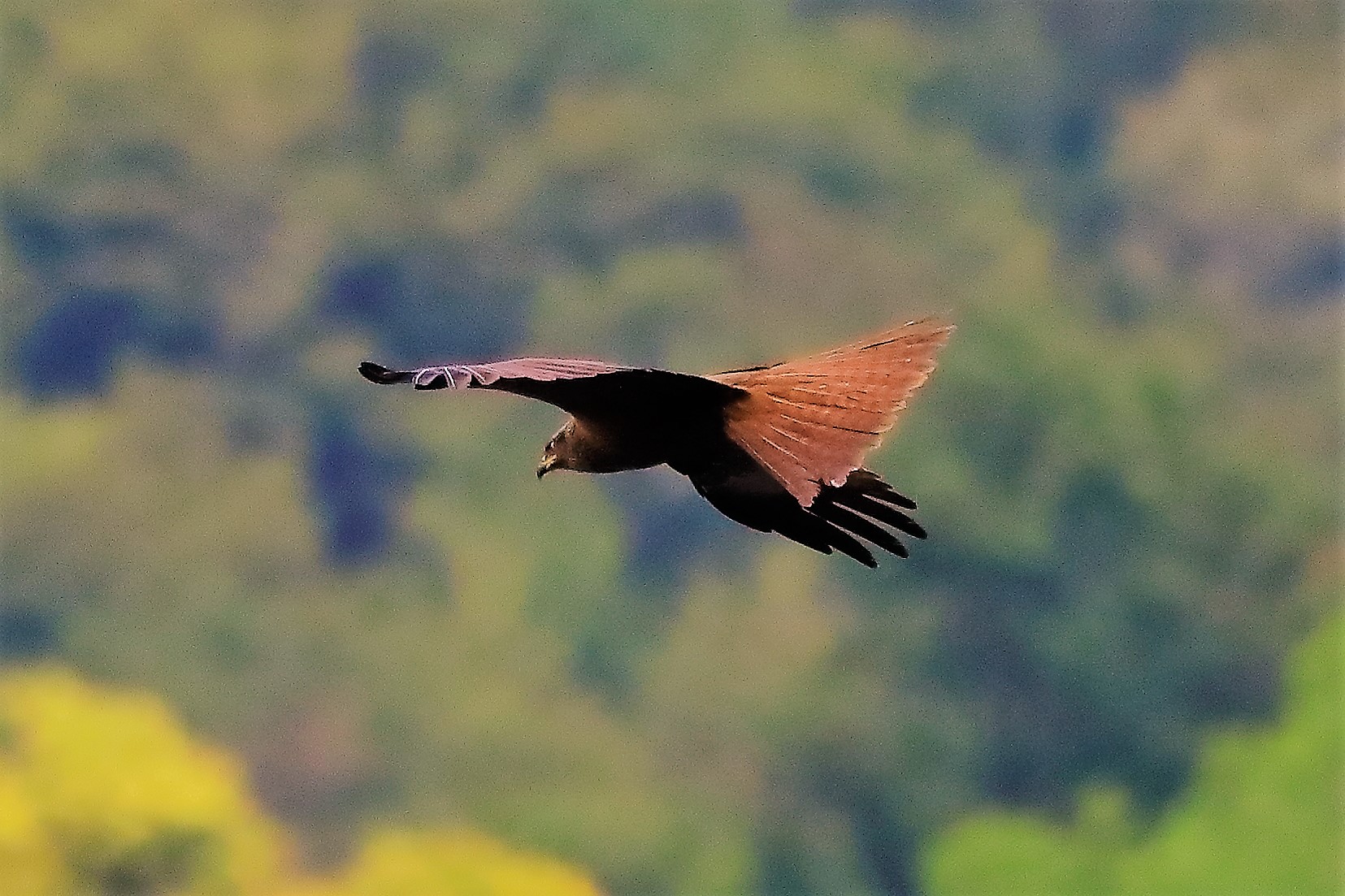 Nibbio bruno 17-06-2022