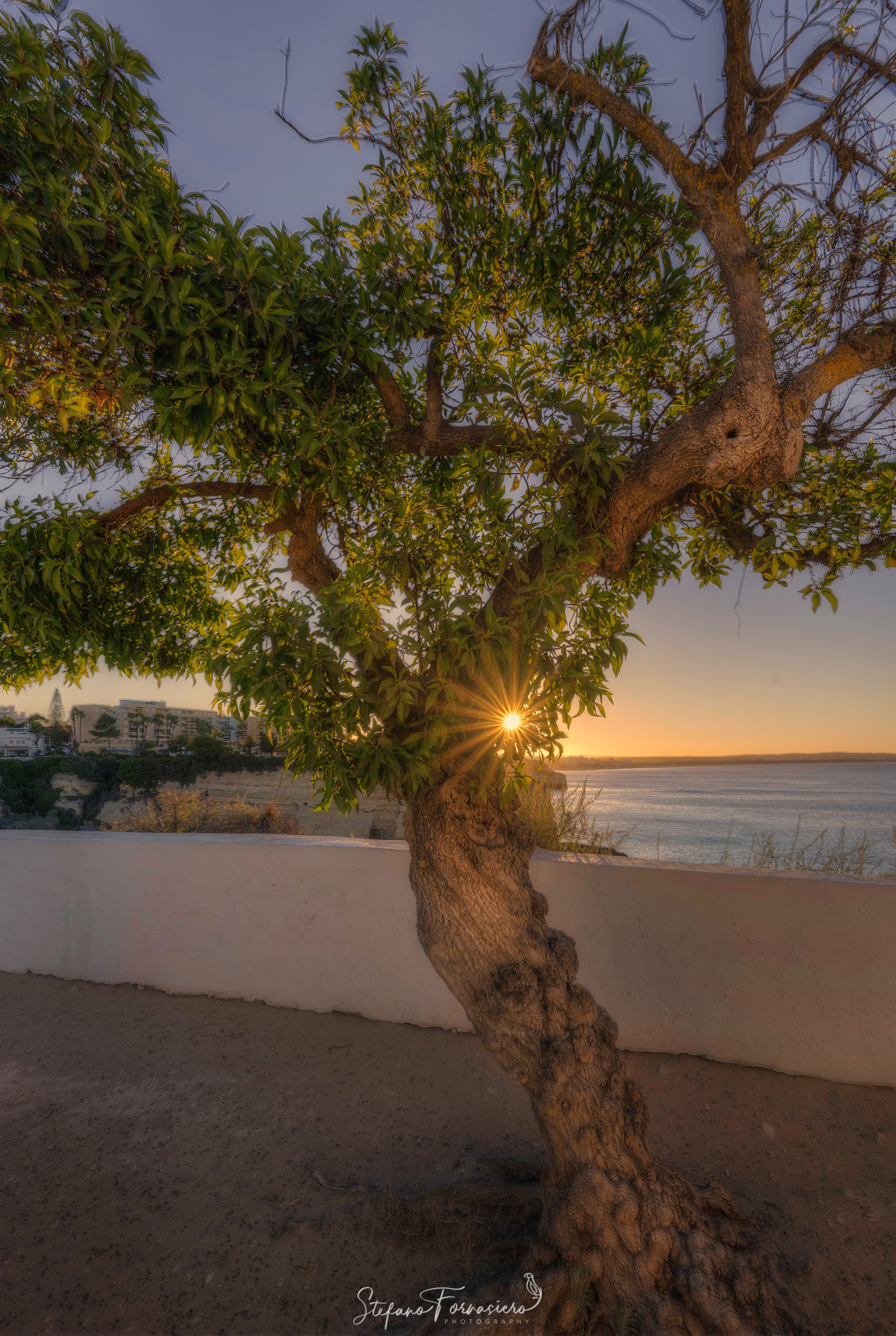 Alba tra la vegetazione