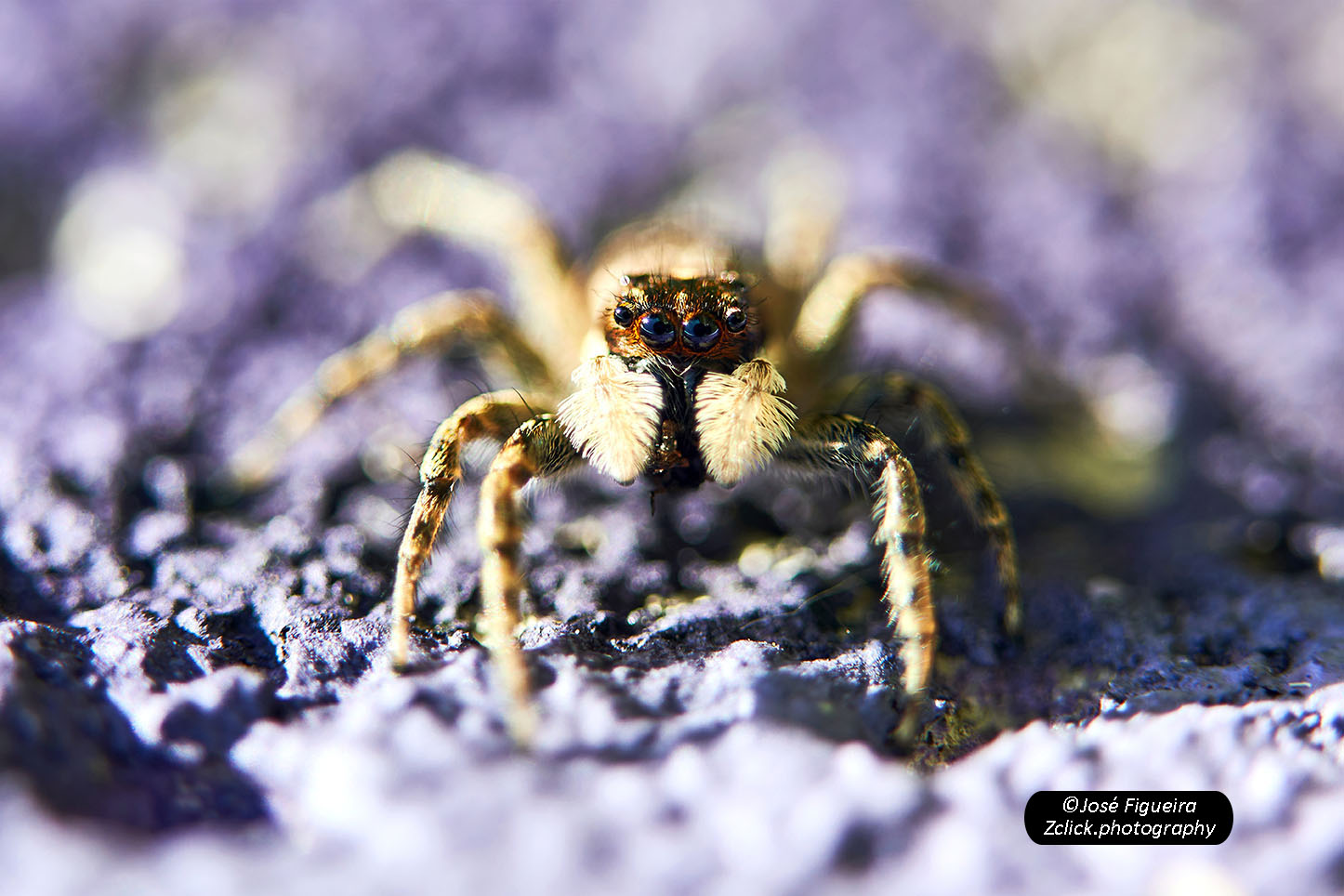 Come sarà visto il mondo da questi occhi azzurri