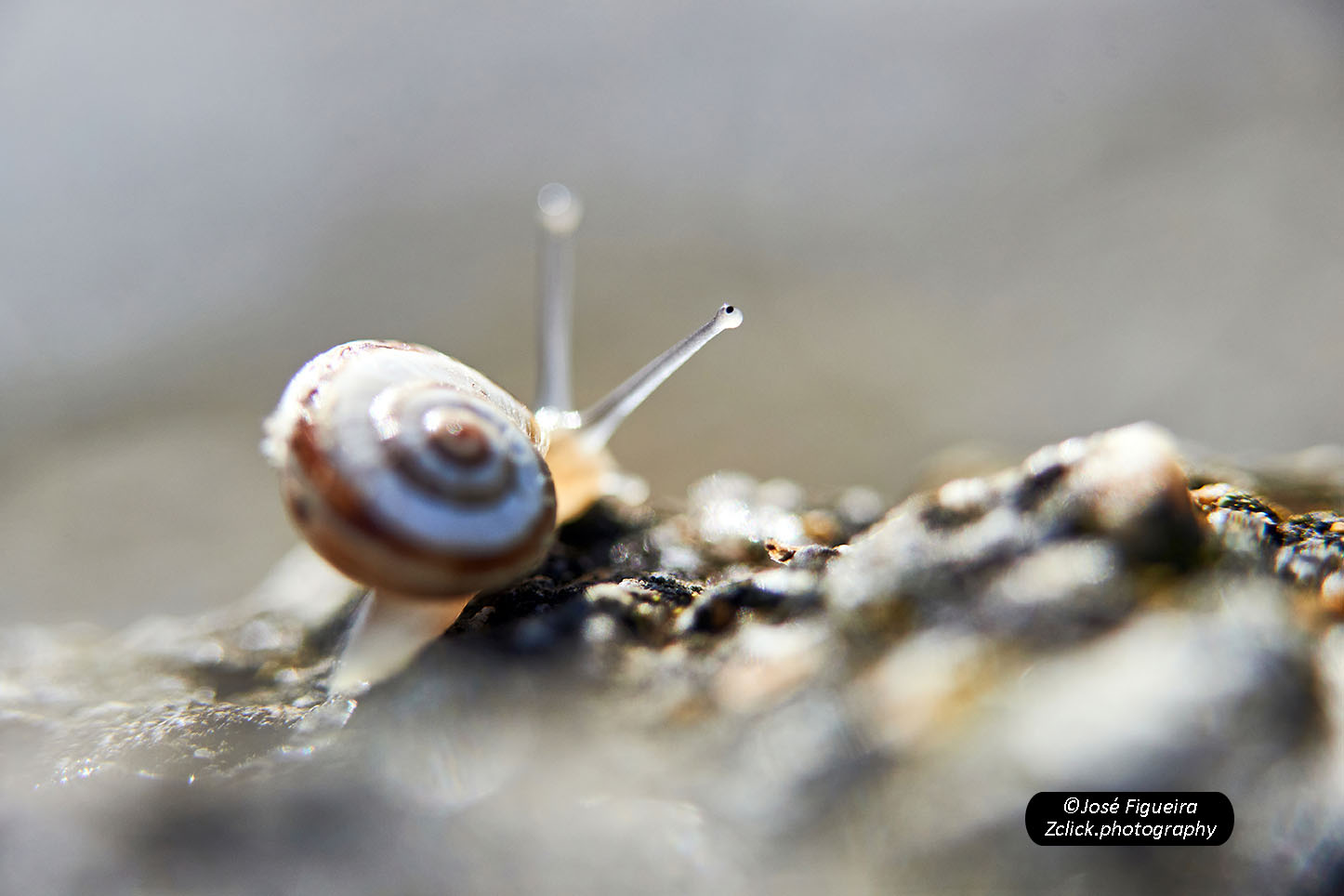 Il viaggio della lumaca