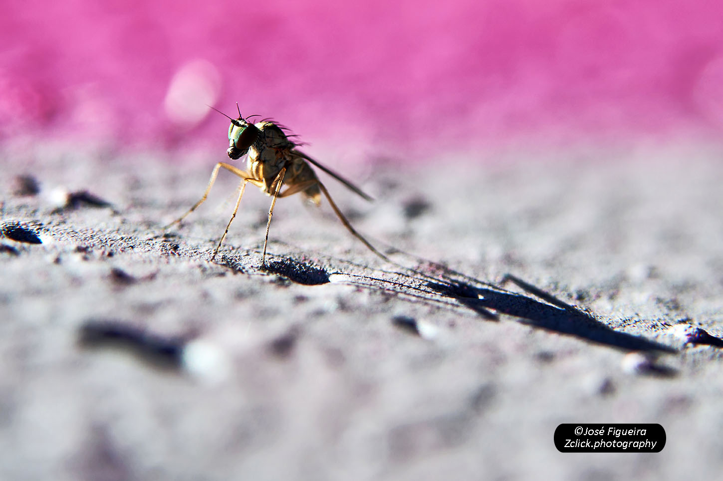 L'ombra della zanzara