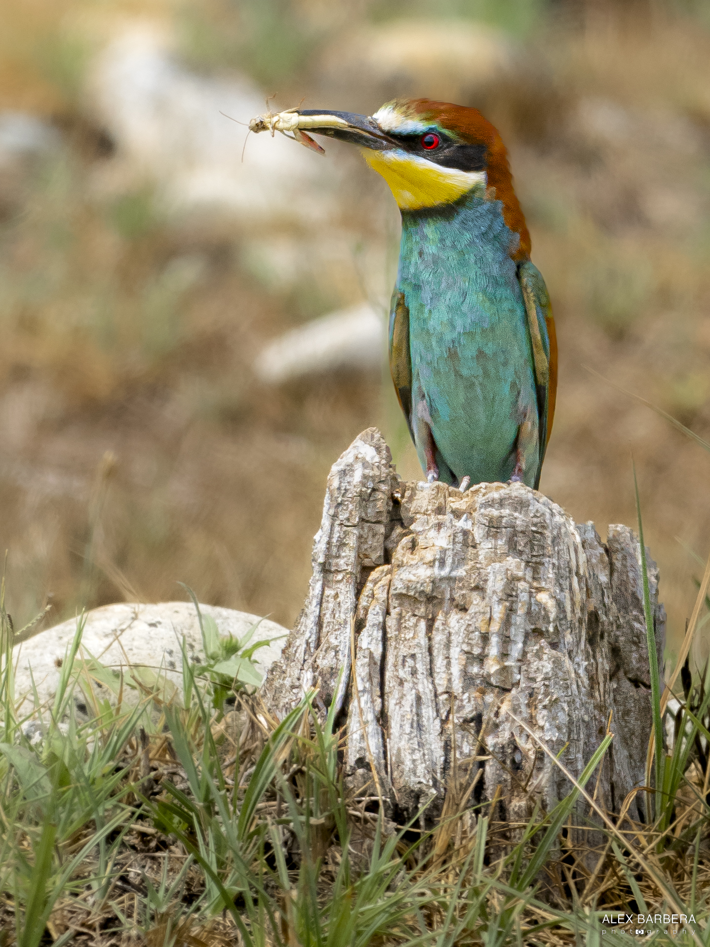 Bee-eater