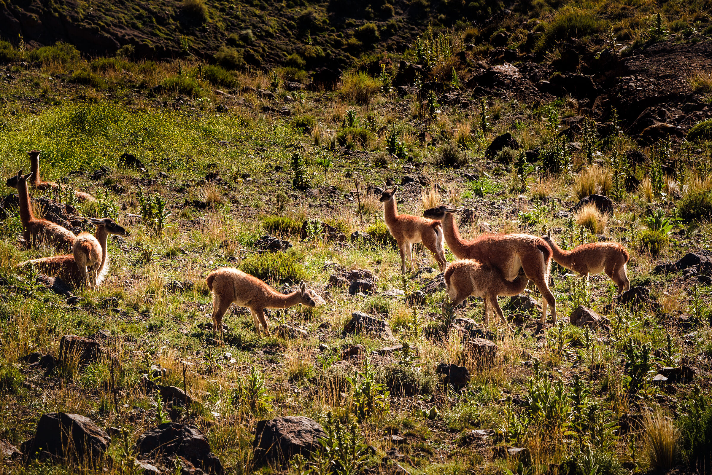 Guanacos 2