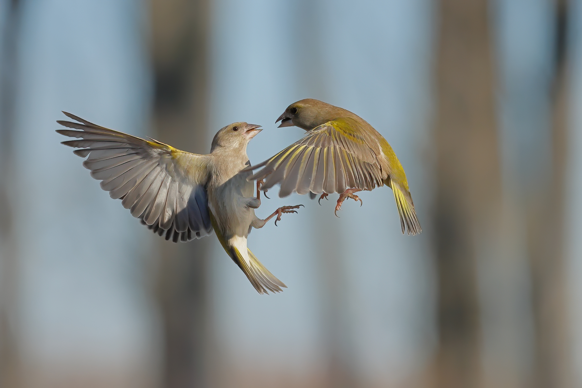 Verdoni in territorial struggle