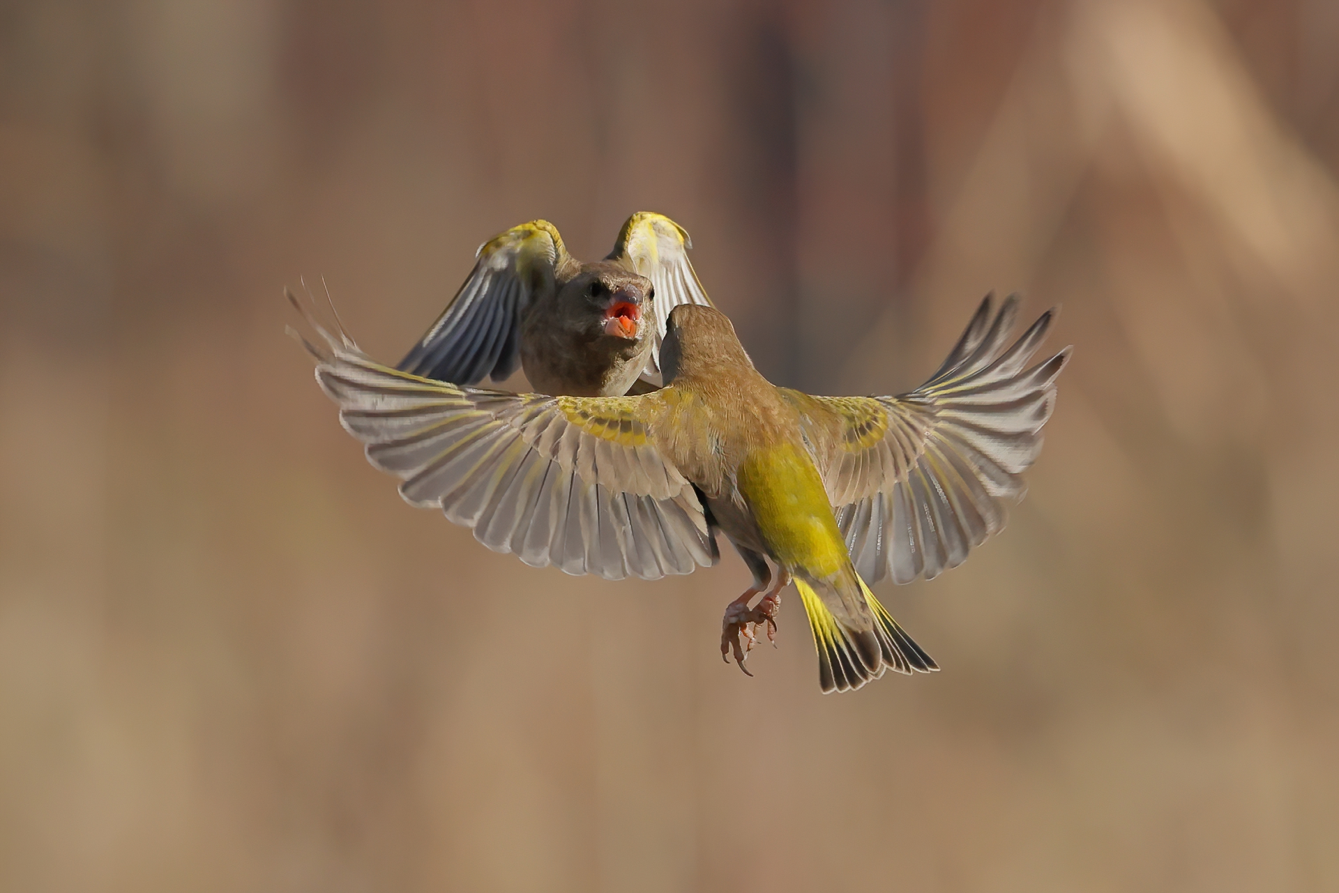 Verdoni in territorial struggle