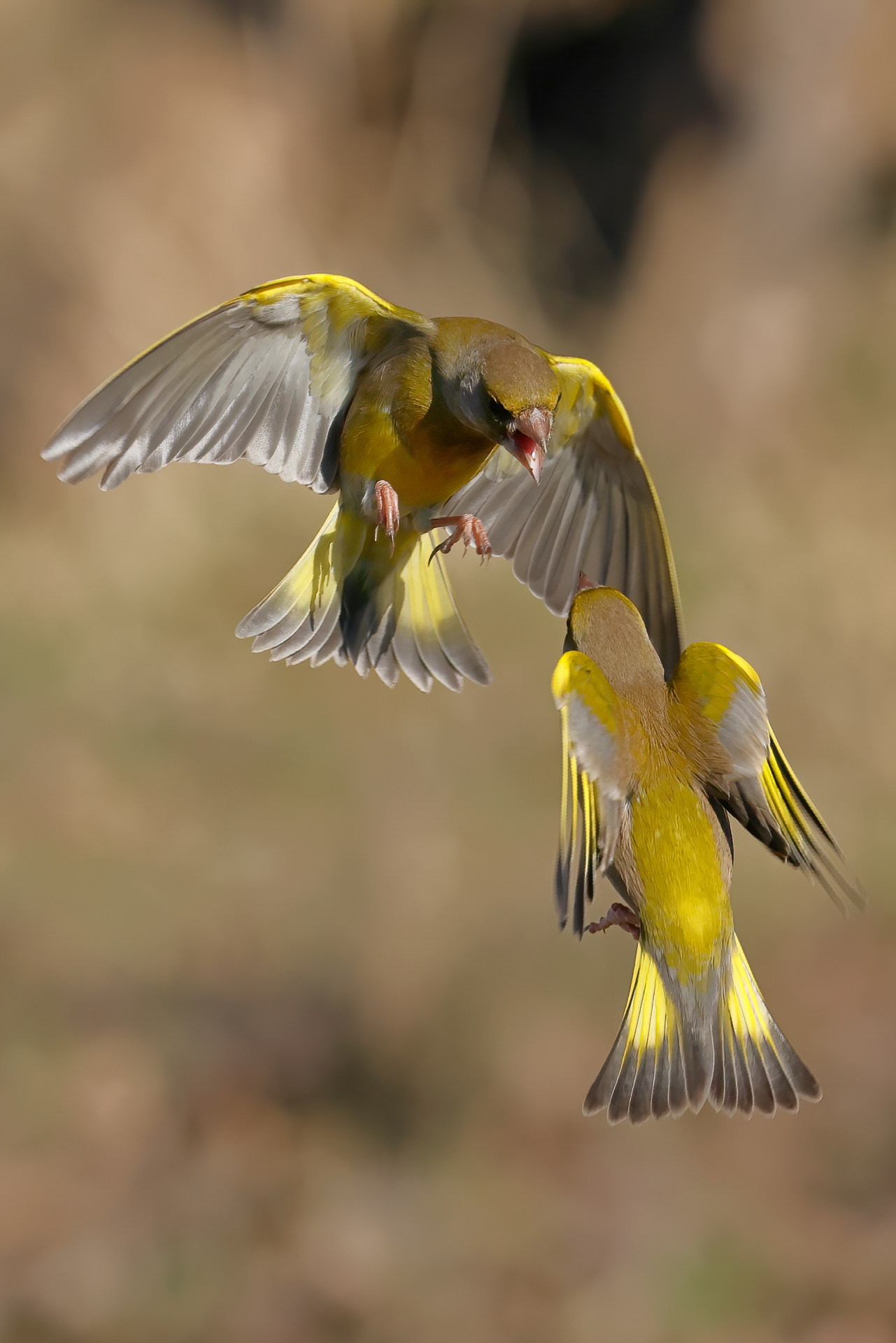 Verdoni in territorial struggle