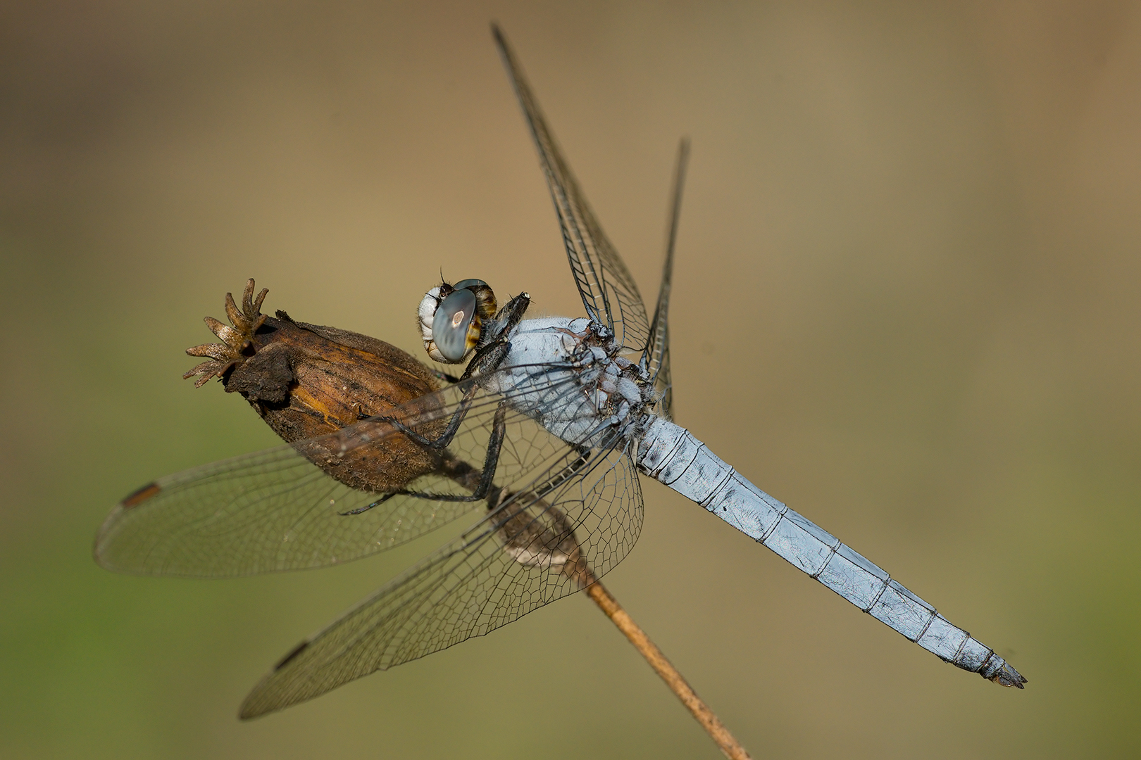 Orthetrum brunneum (male)