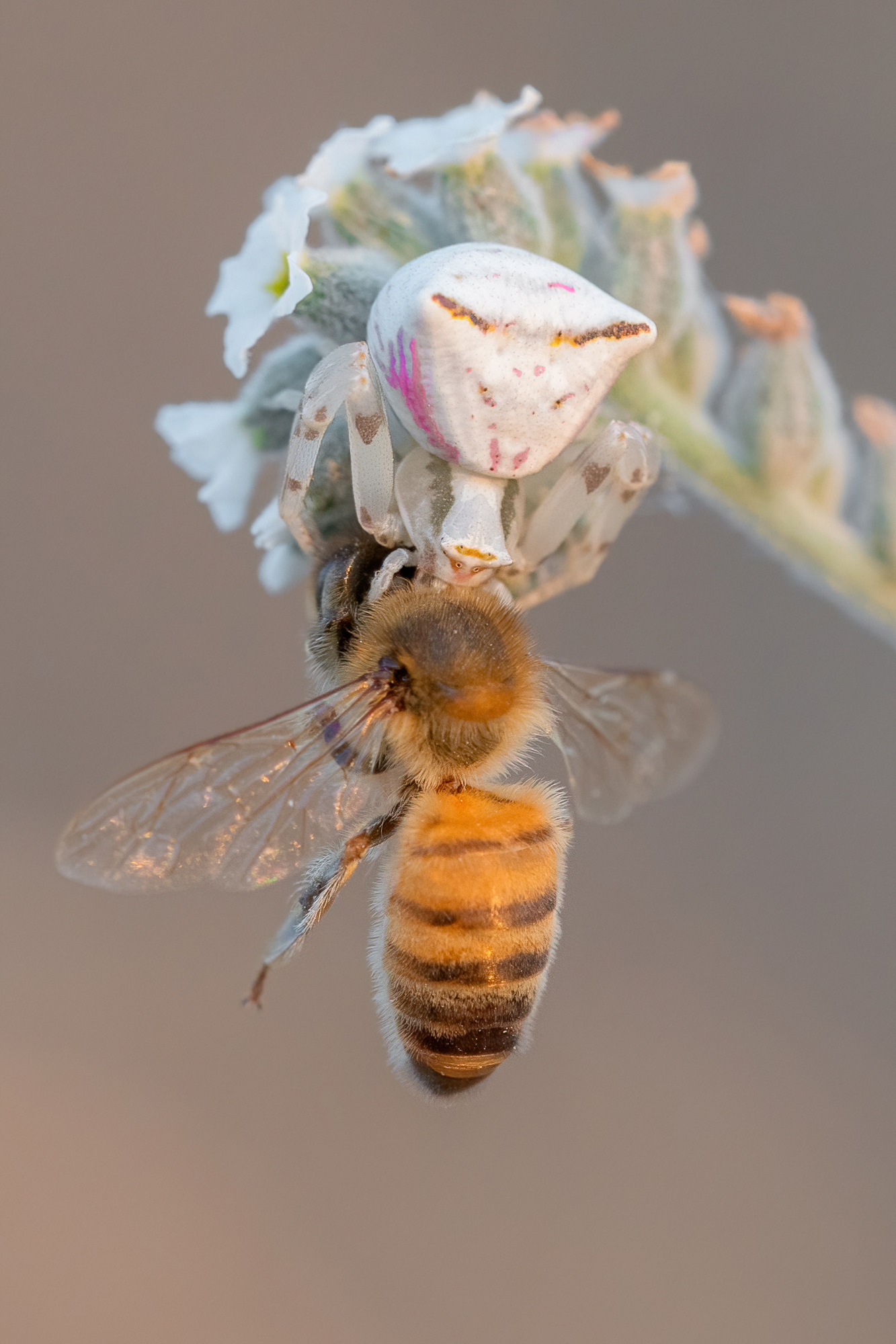 il fiore sbagliato...