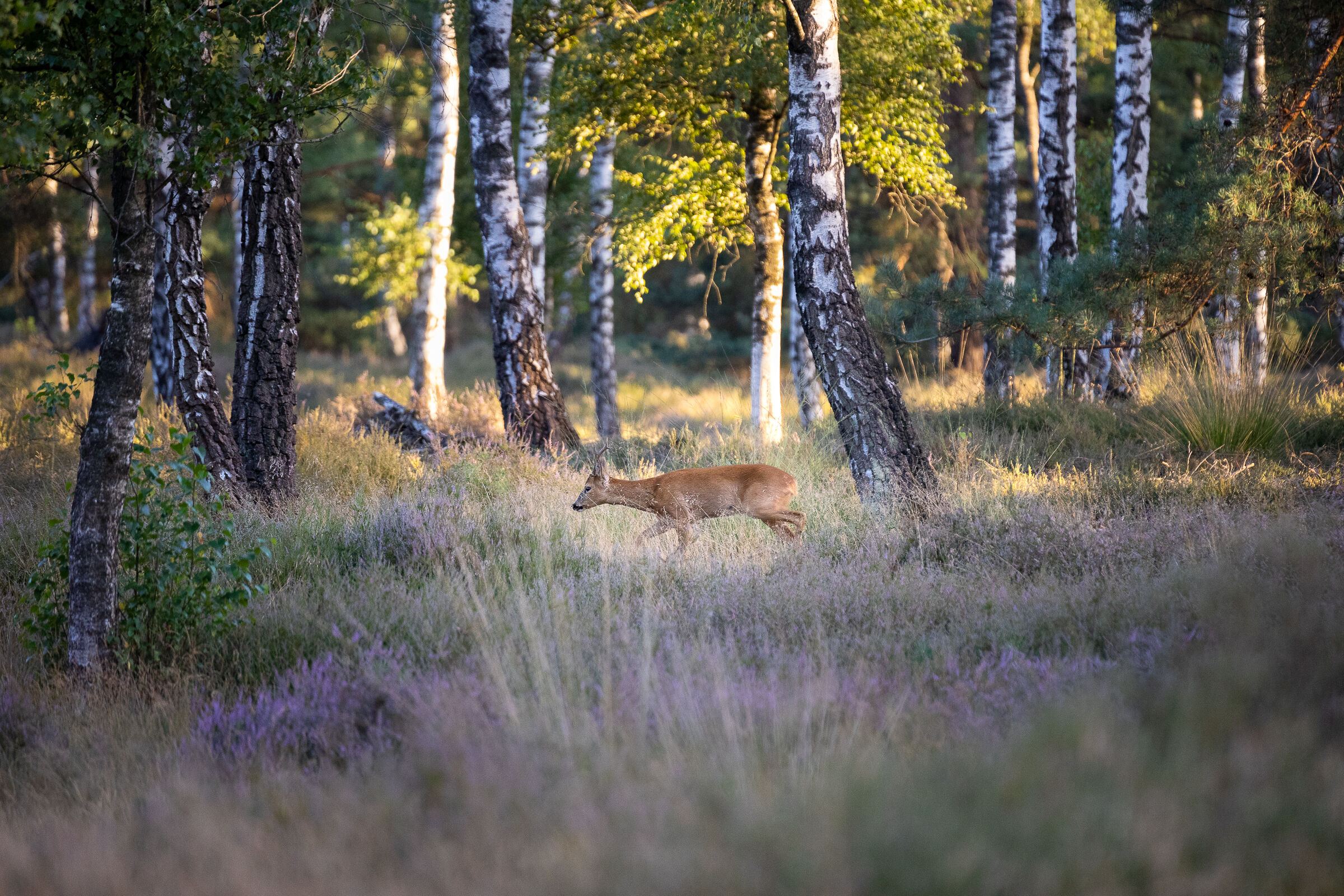 Dutch roe deer 1