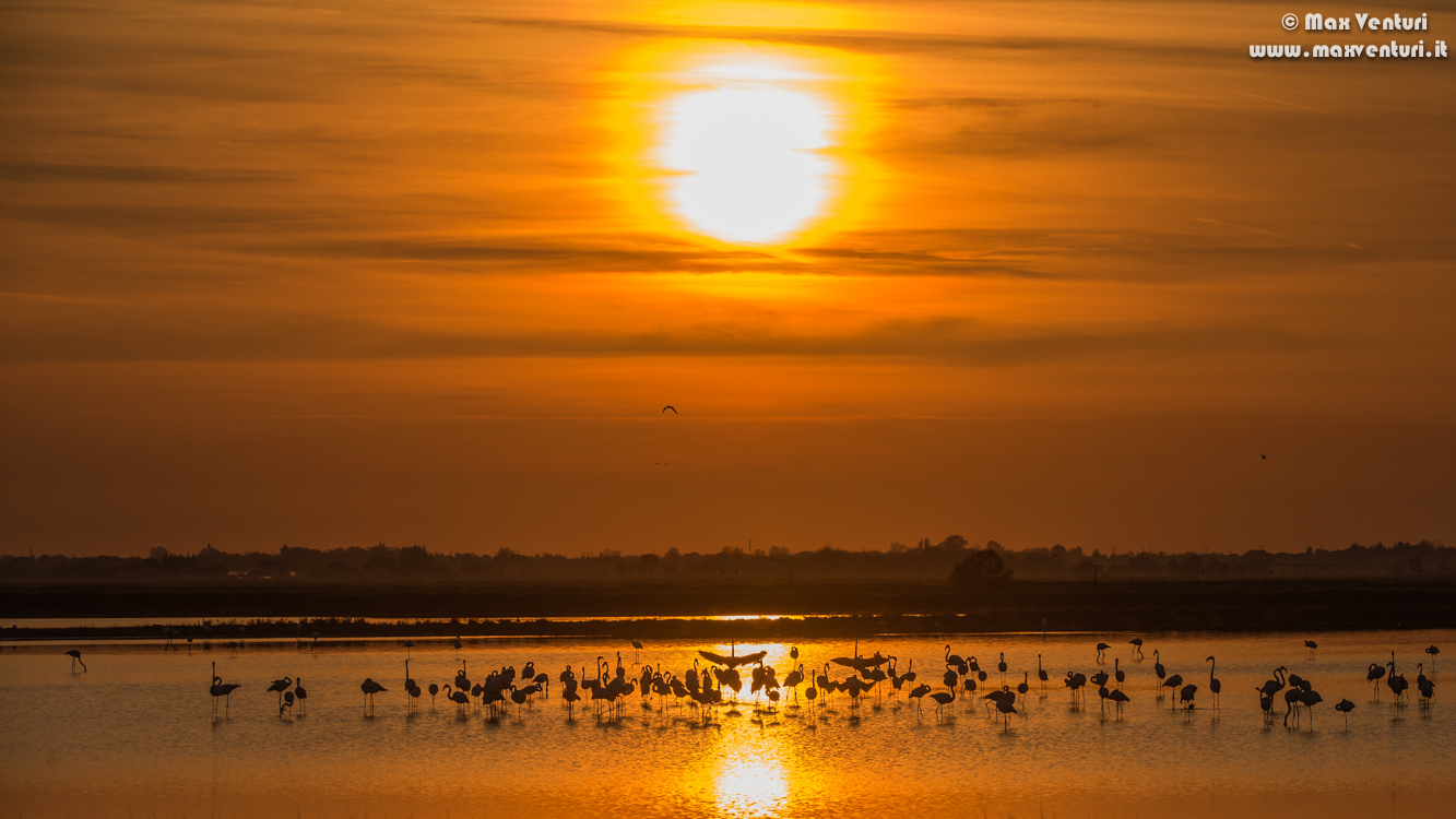 flamingos at sunset