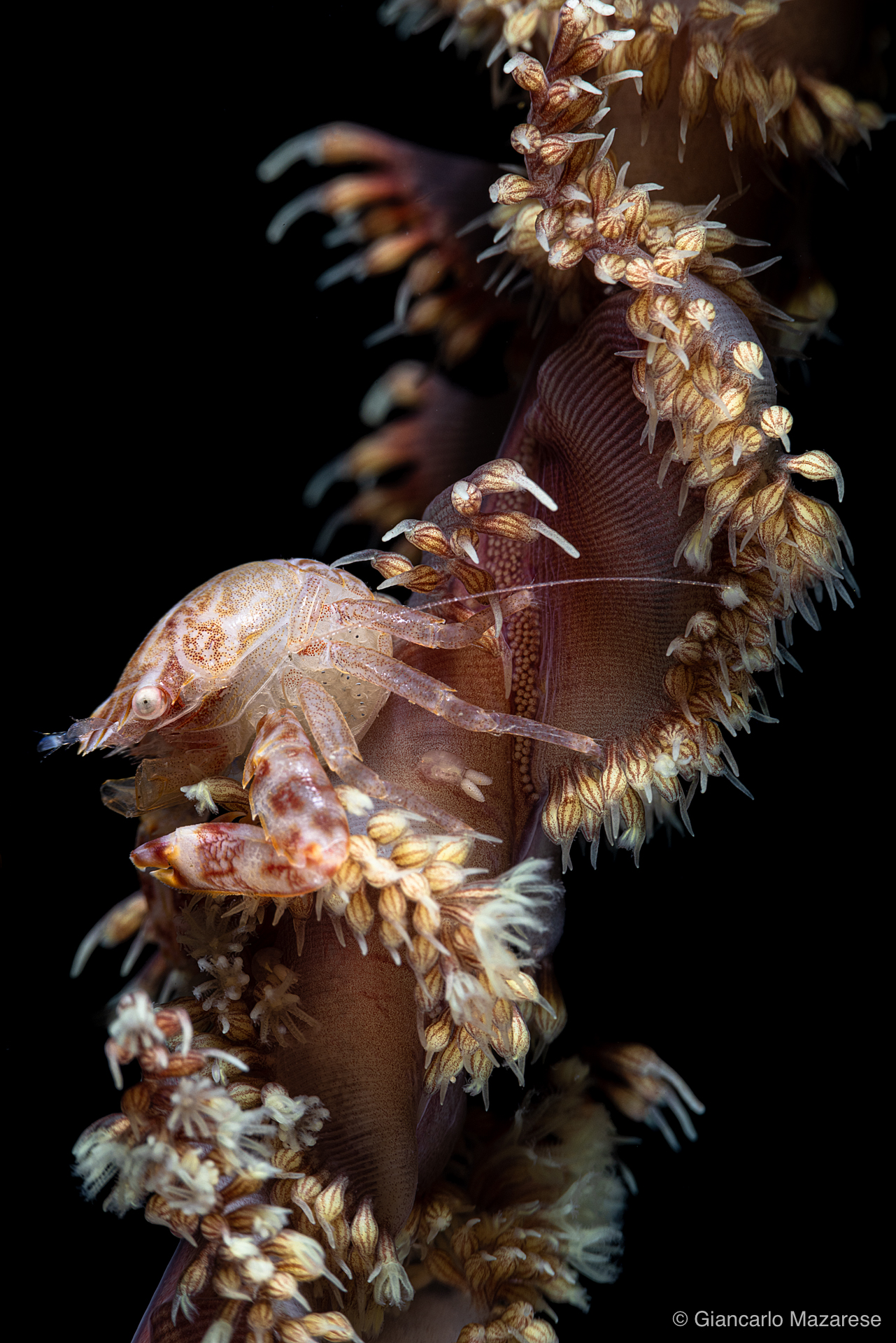 Porcellanella sp. z o.o.