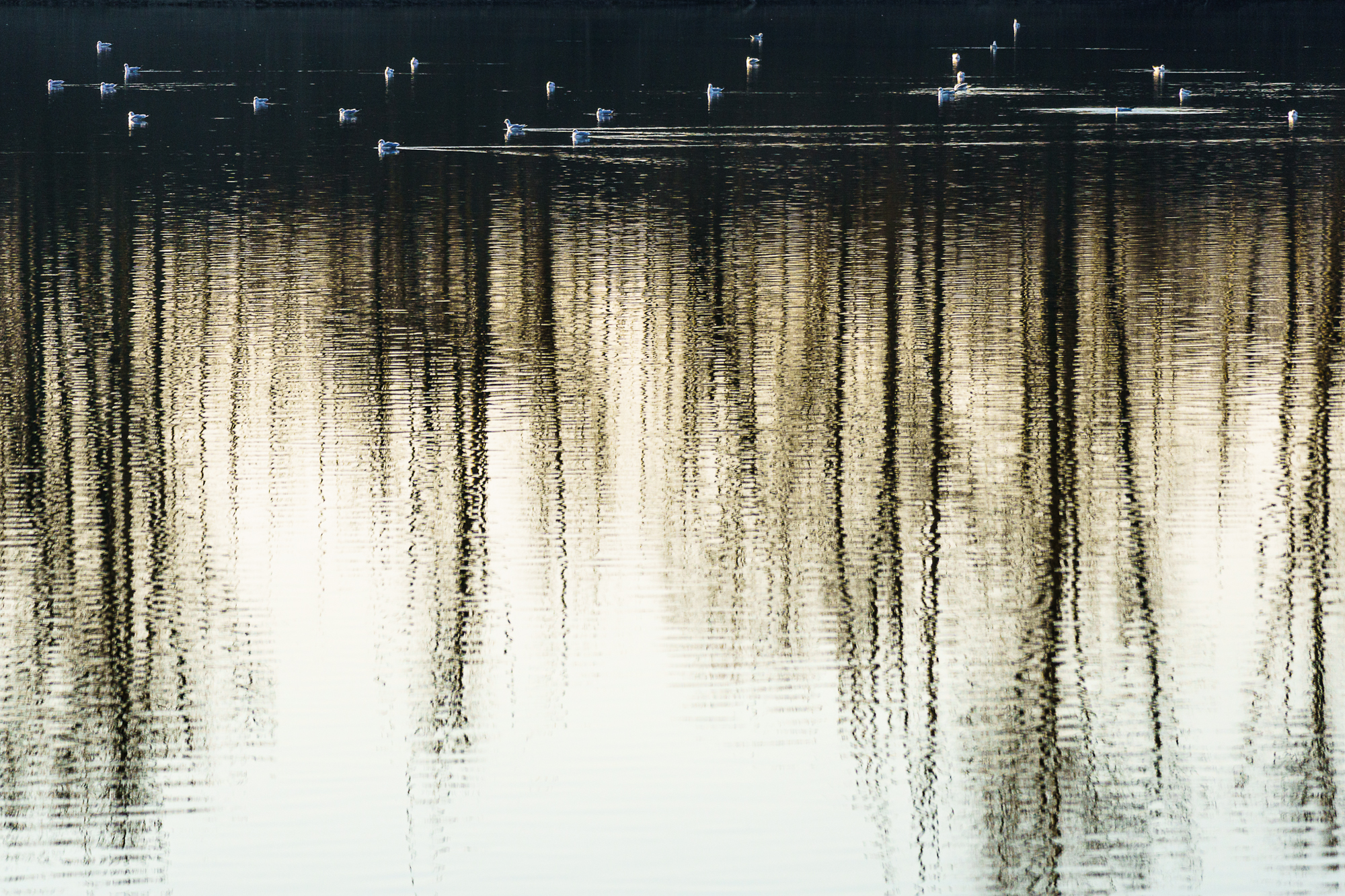 Reflections in the water