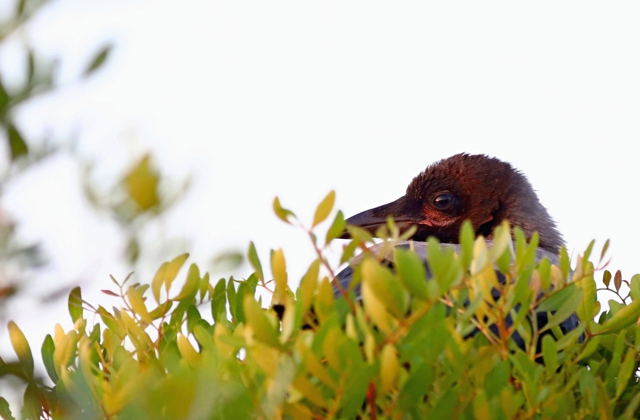 Contemplando il tramonto