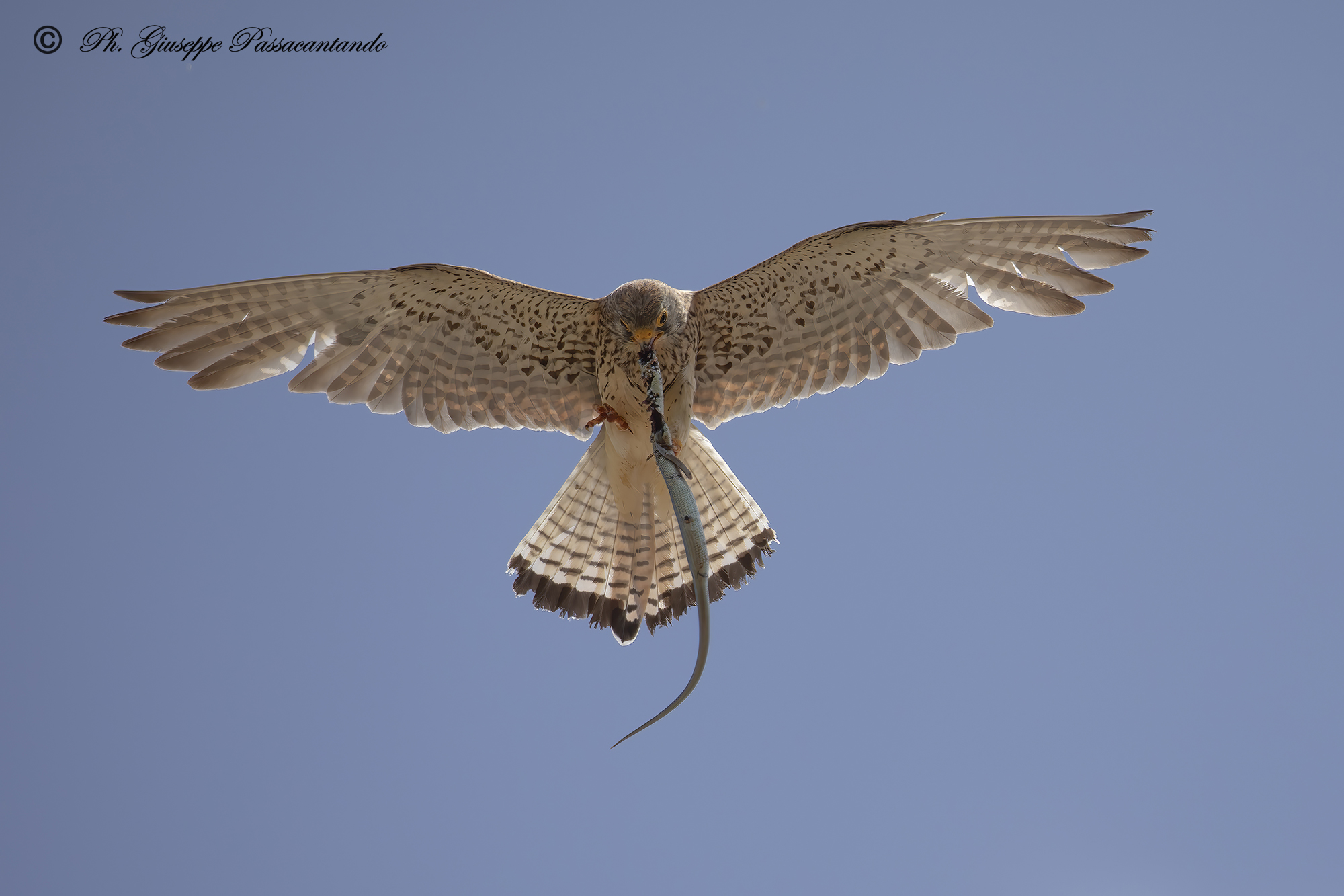 kestrel with luscengola
