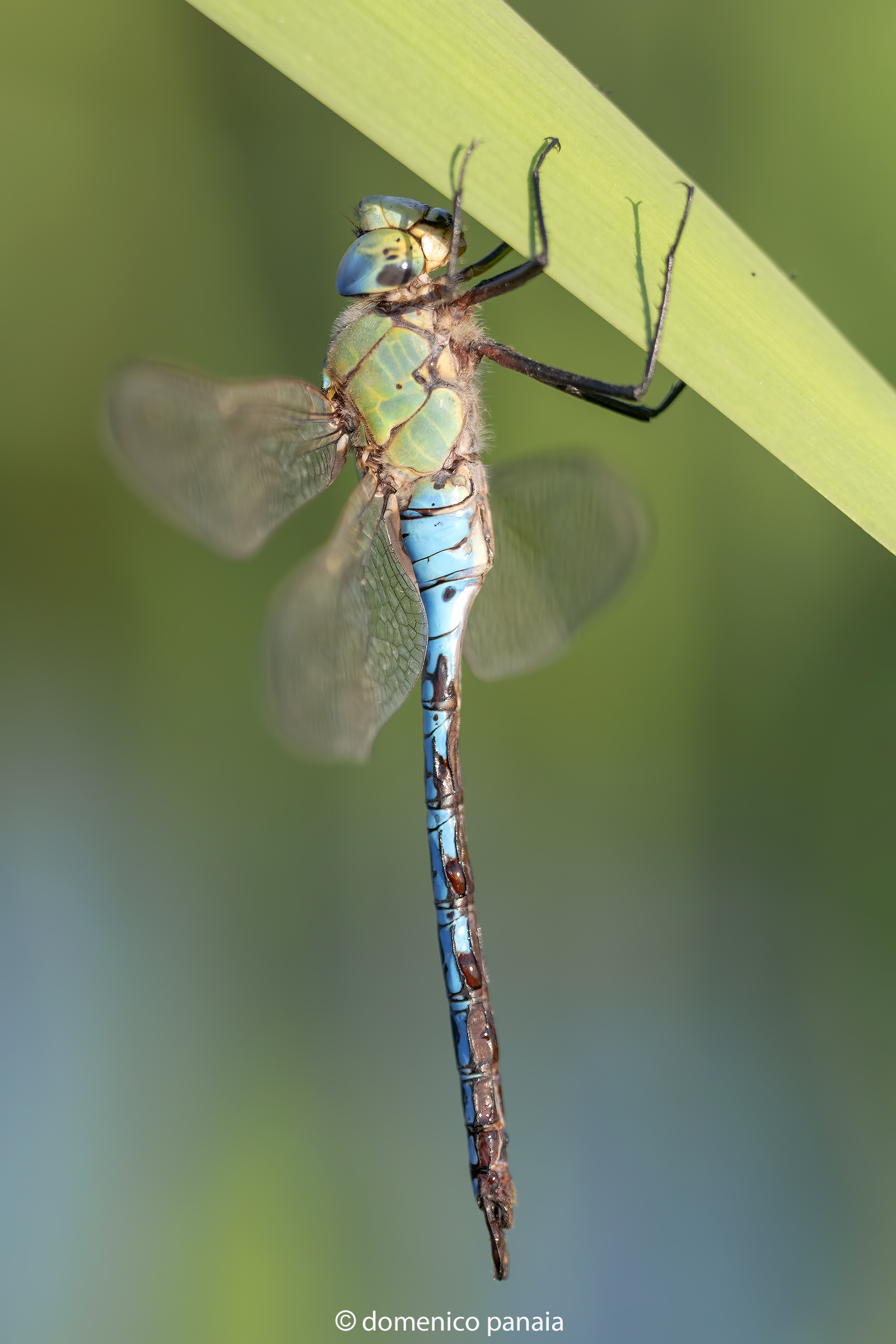 anax imperator