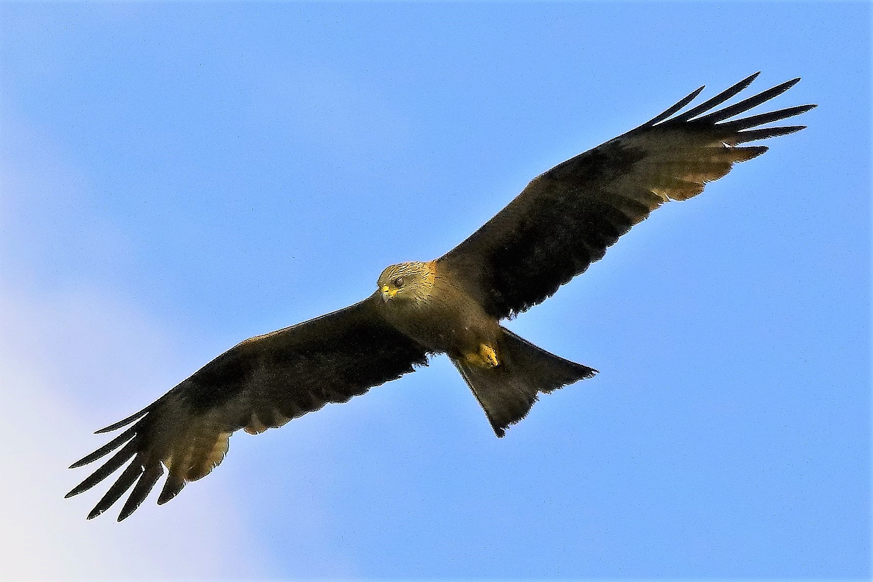 Nibbio bruno 21-06-2022